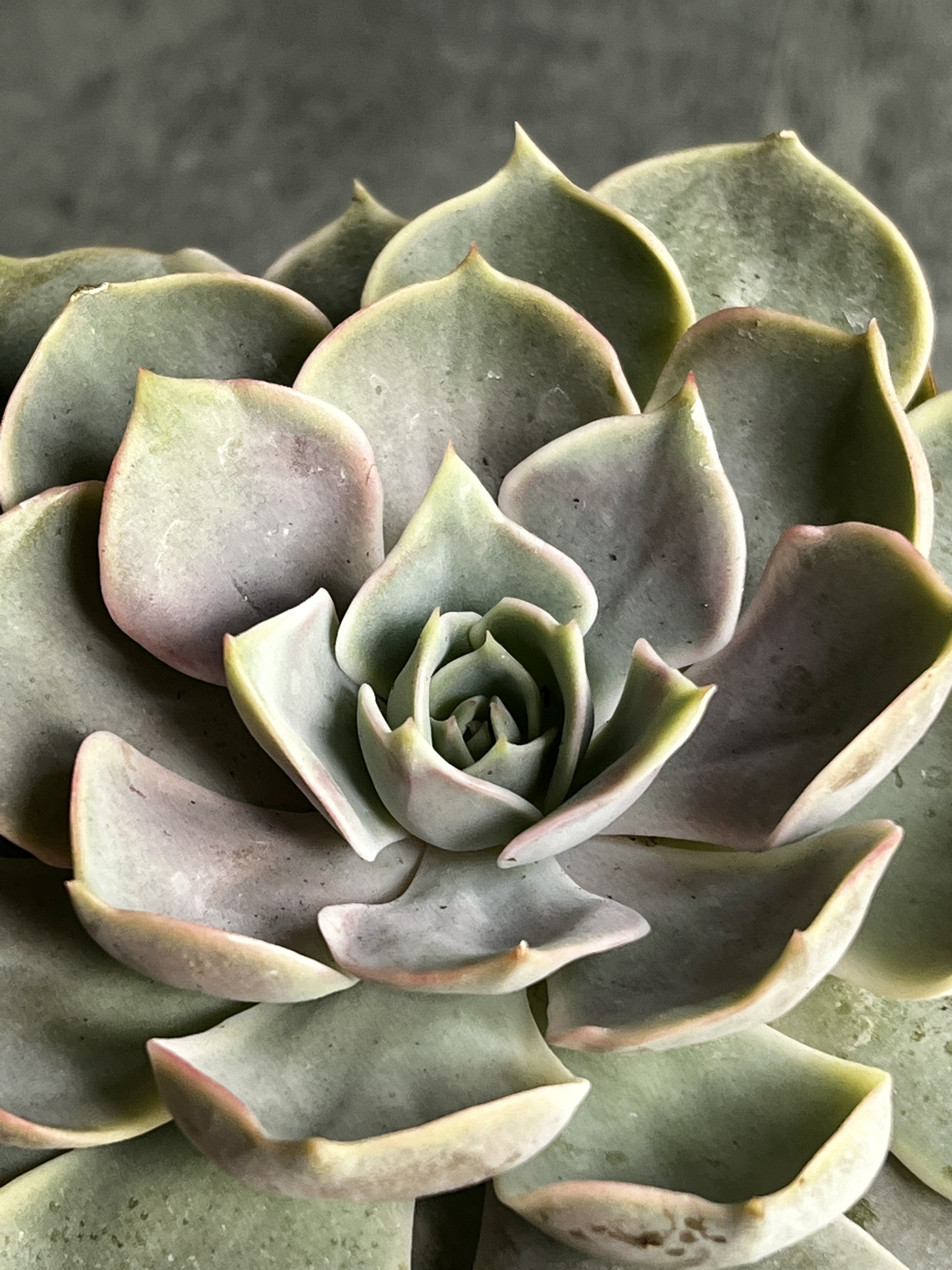 Эхеверия Блю Лотус (Echeveria Blue Lotus) D8,5см