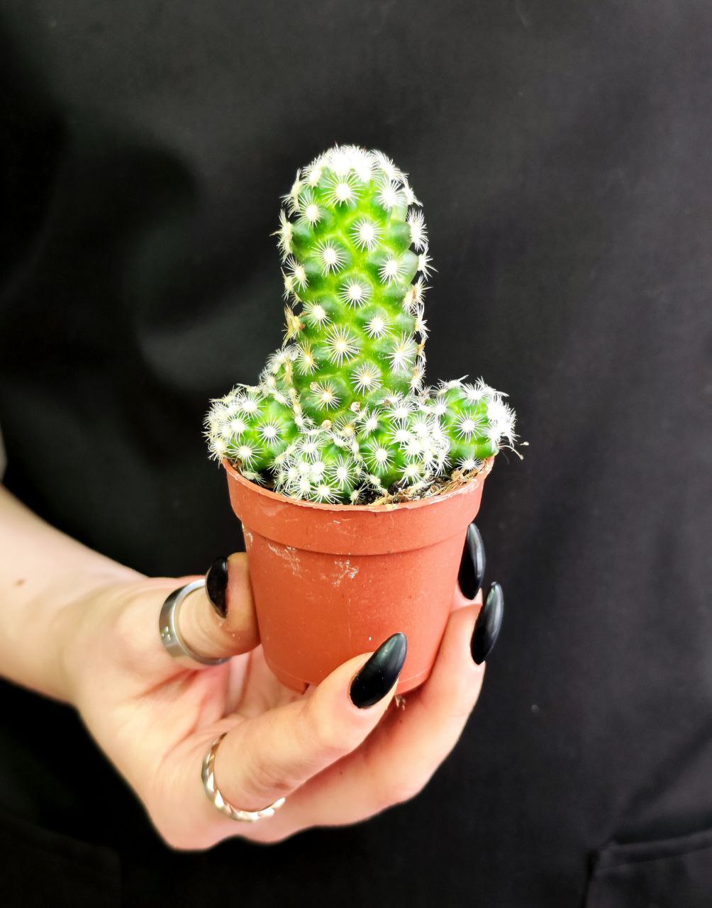 Кактус Маммиллярия Элоганта, или Удлиненная (Cactus Elongata) D5см