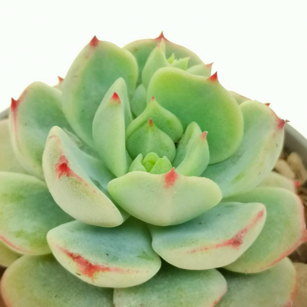 Эхеверия Деренберга Грин (Echeveria Derenbergii Green) D5см