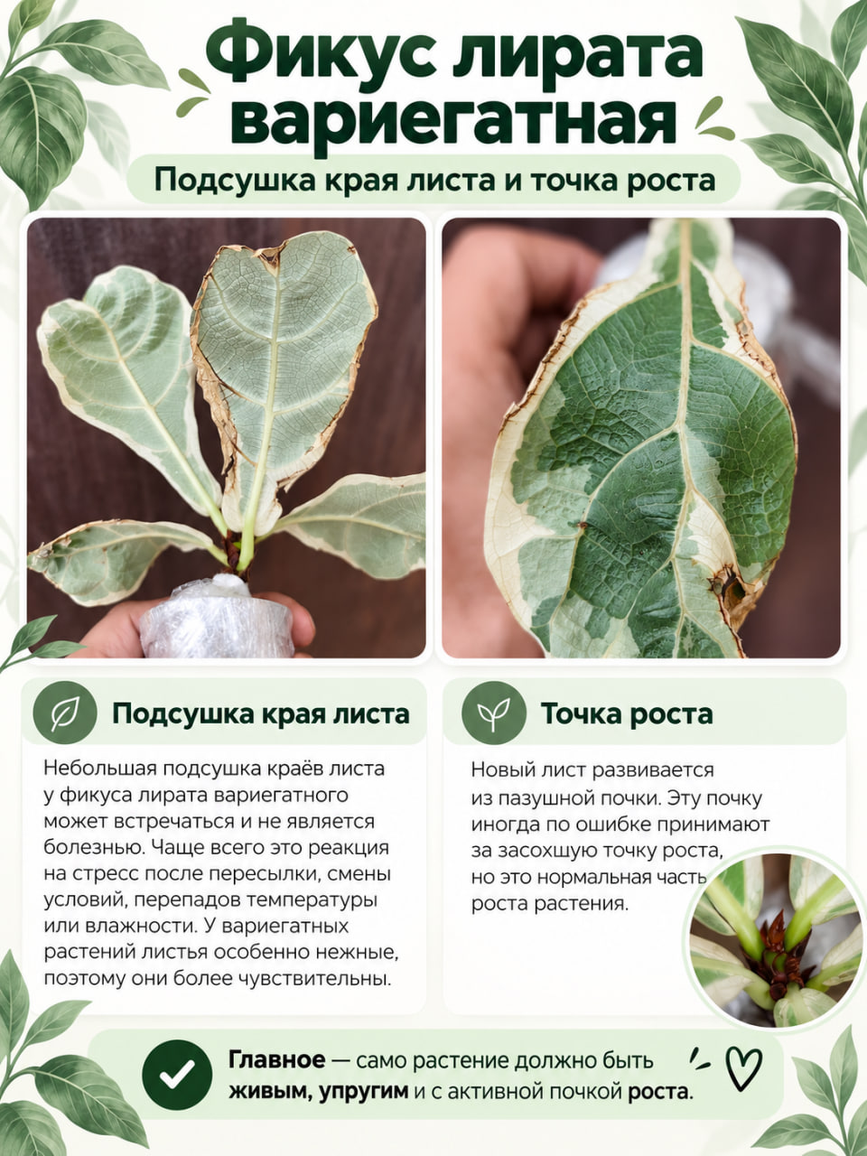 Фикус Лирата Вариегатная (Ficus Lyrata Variegata) D6см