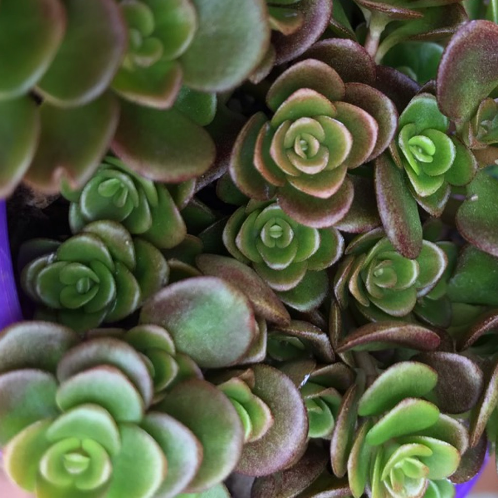 Седум Торнадо (Sedum Tornado) D5см