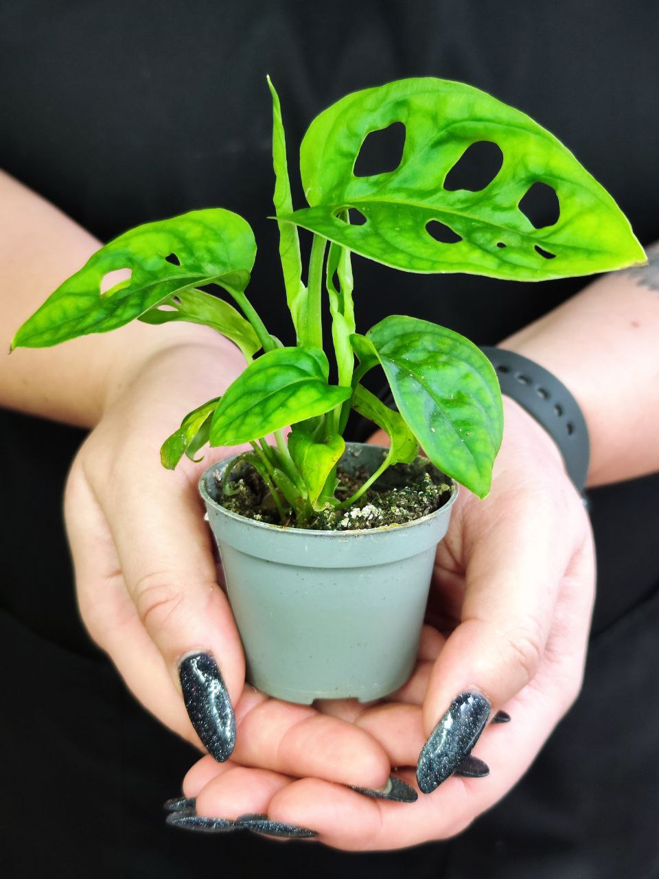 Монстера Адансона (Monstera Adansonii) D6см