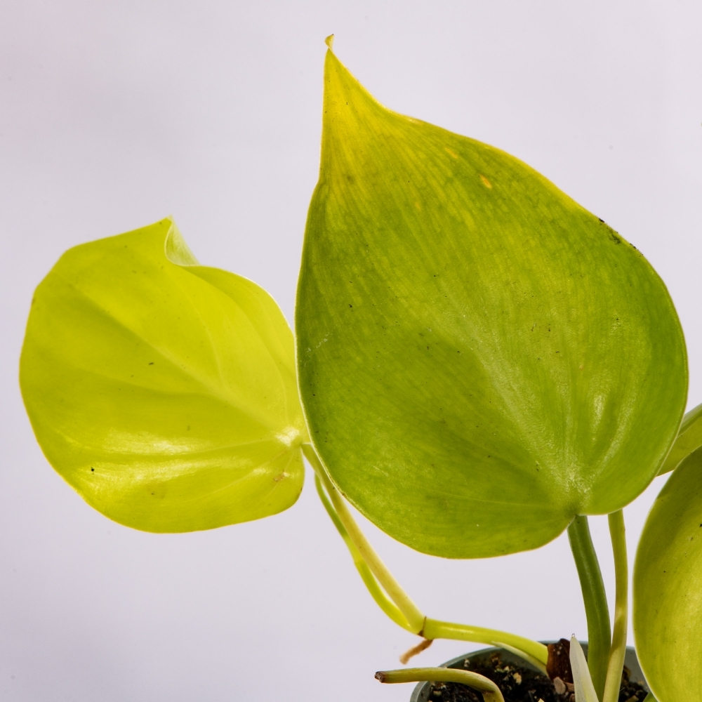 Филодендрон Неон Лайм (Philodendron Neon Lime) D6см