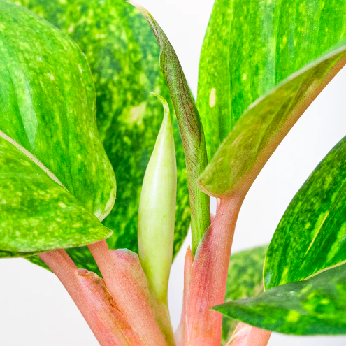 Аглаонема Эпл Грин (Aglaonema Apple Green) D12см