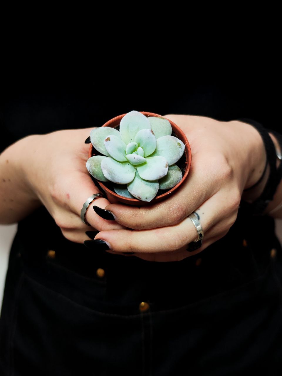 Эхеверия Лау (Echeveria Lauii) D5см