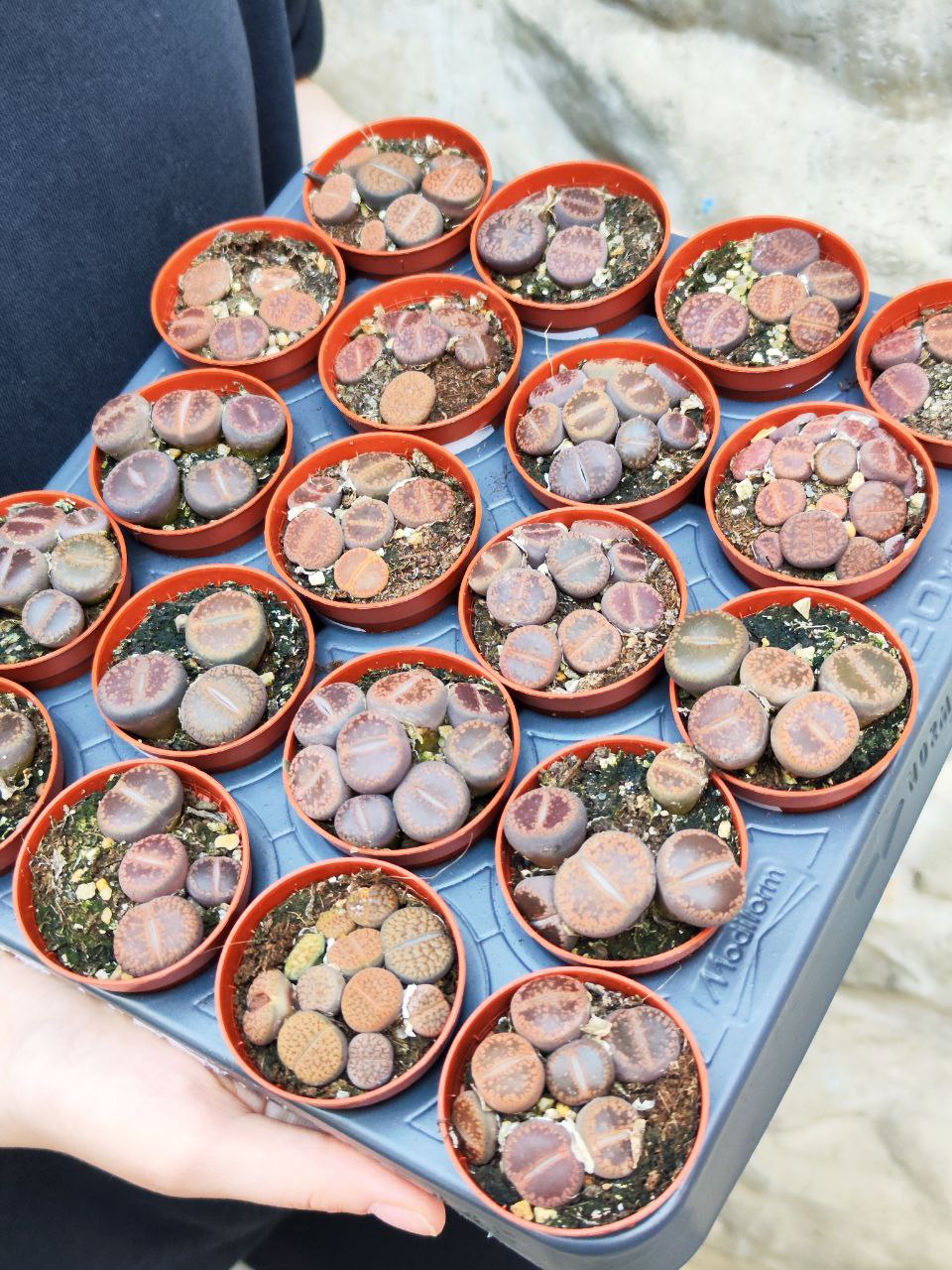 Буро - Коричневые Литопсы Аукамп (Lithops Aucampiae) D5см