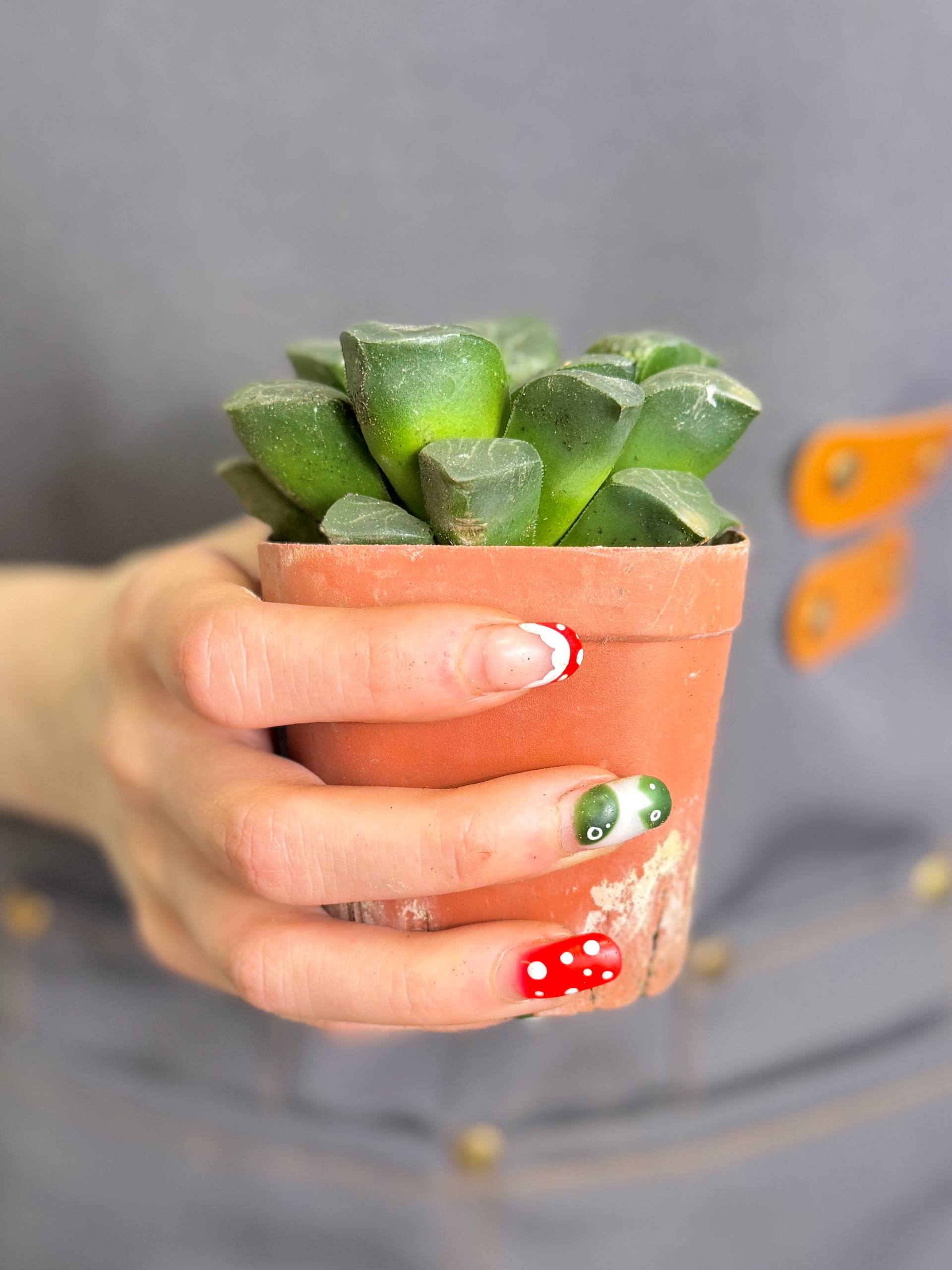 Хавортия Баера (Haworthia Bayeri) D7см