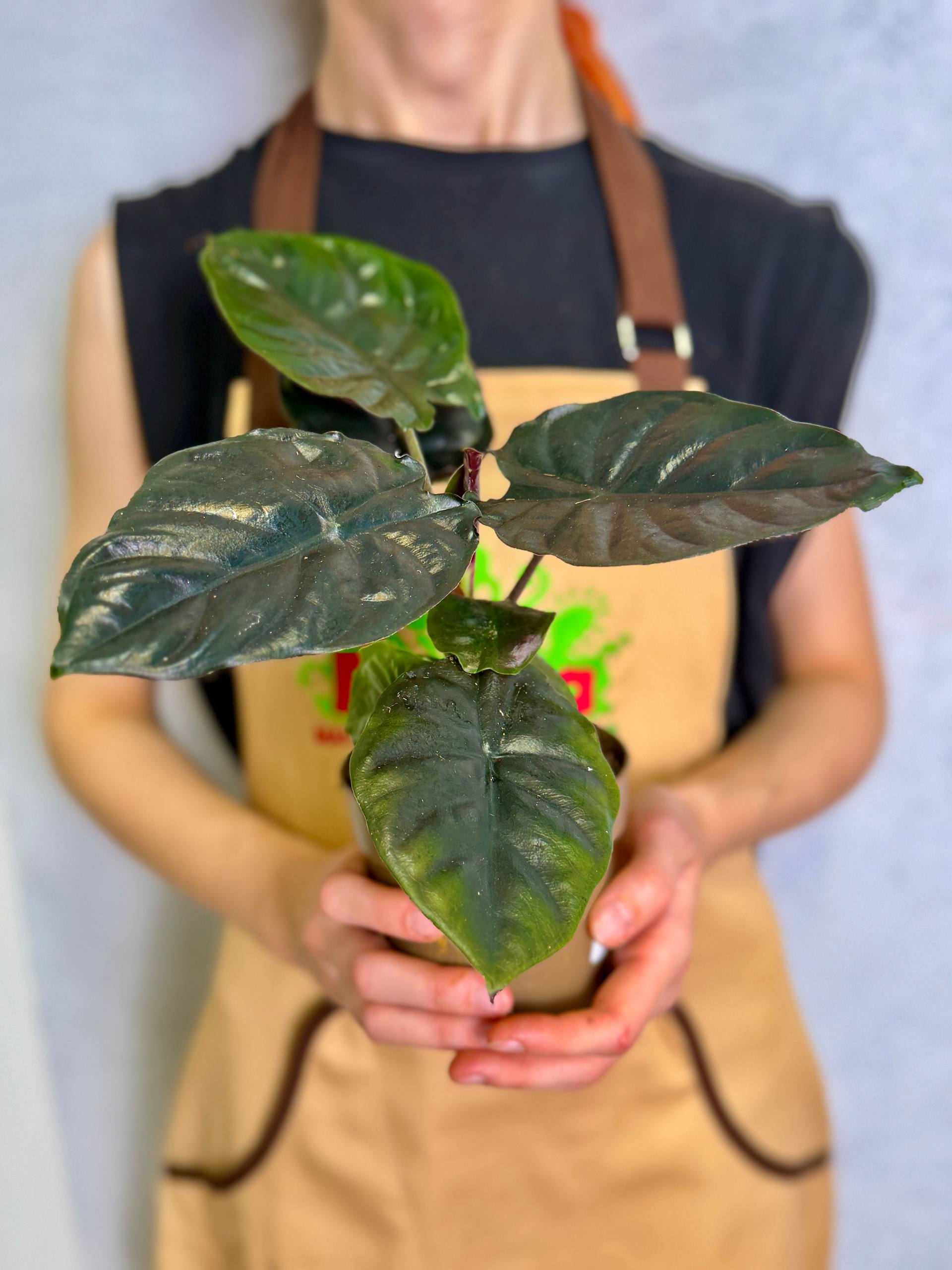Алоказия Блэк Мэджик (Alocasia Black Magic) D11см
