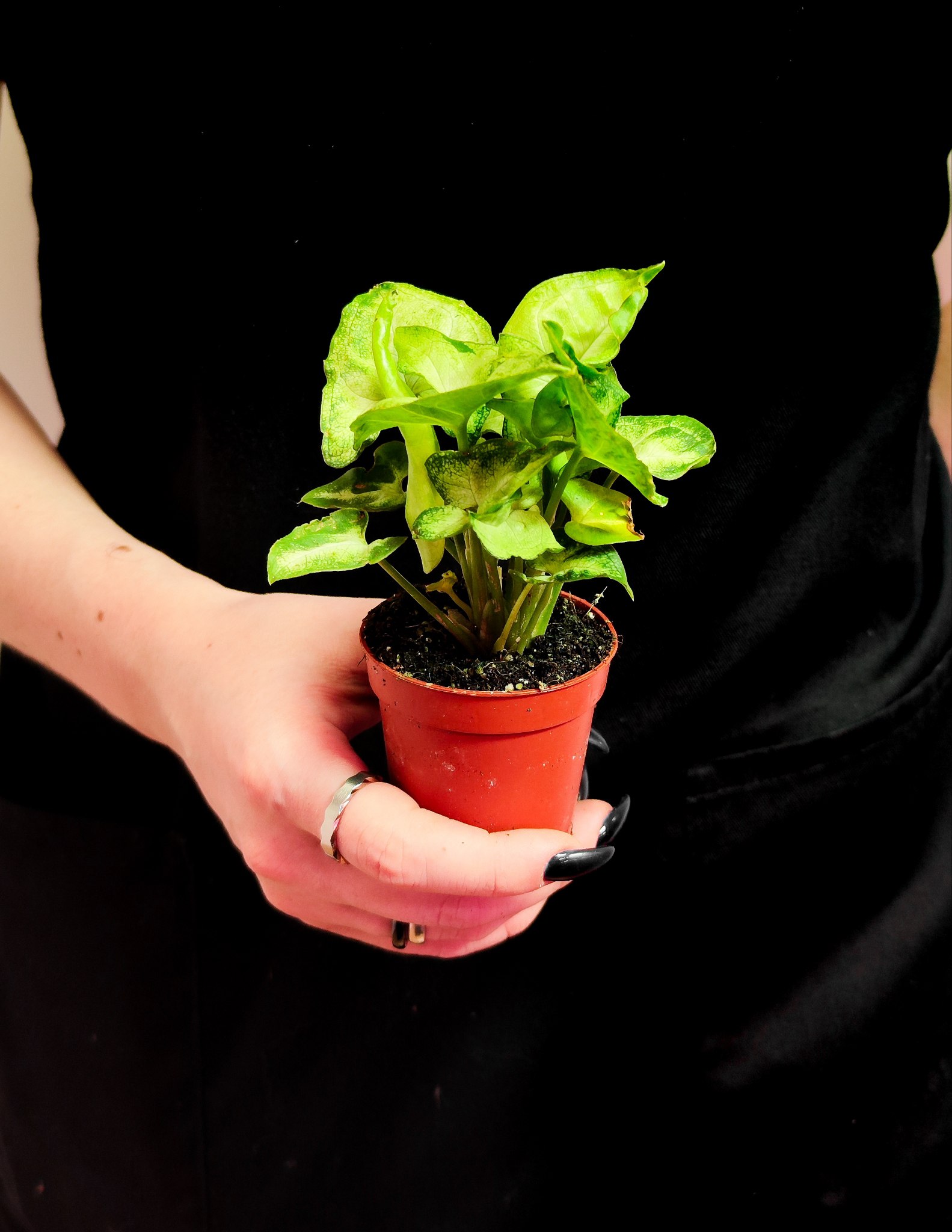 Сингониум Вайт Баттерфляй (Syngonium White Butterfly) D6см