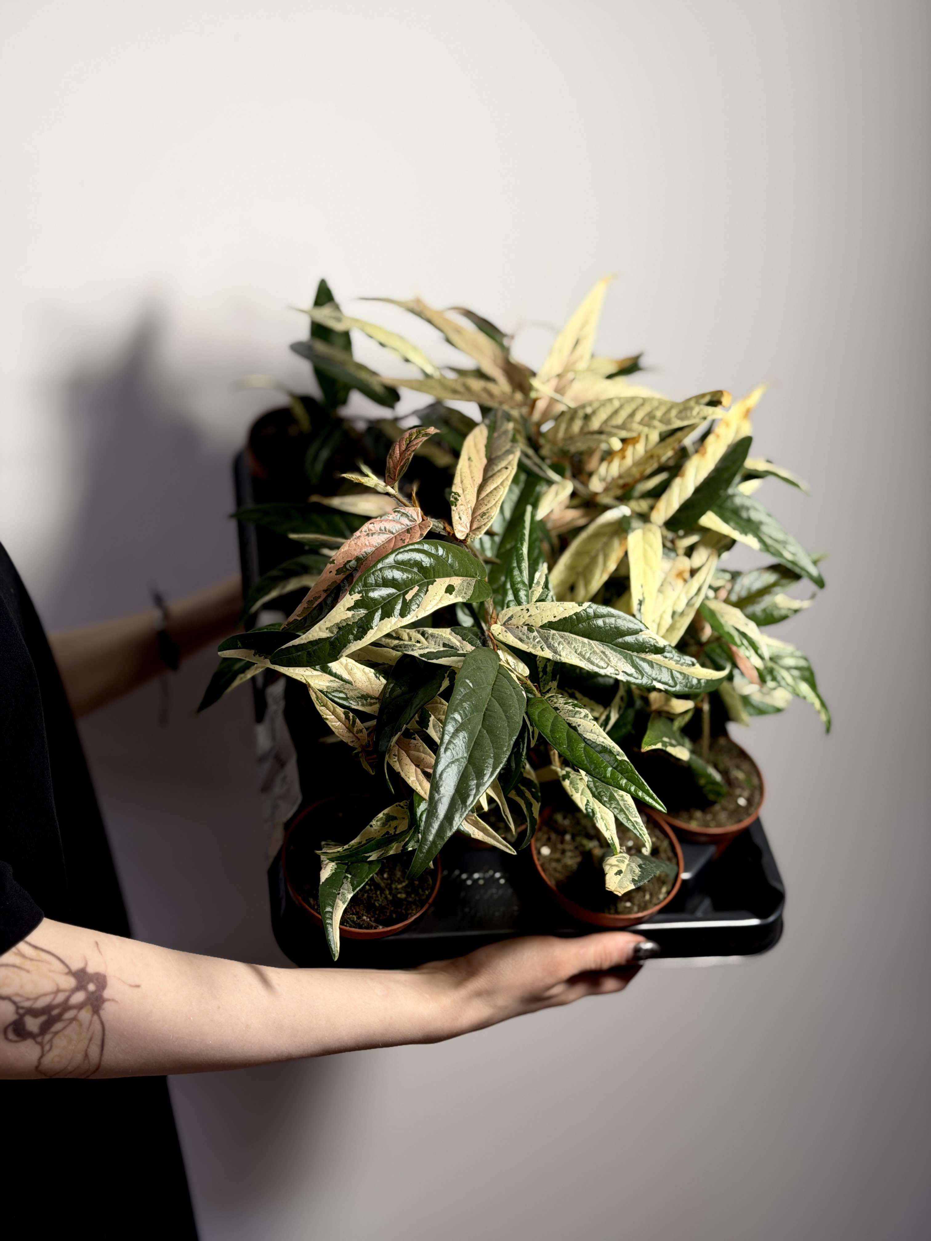 Фикус Сагитата Вариегата Пинк (Ficus Sagittata Variegata Pink) D9см