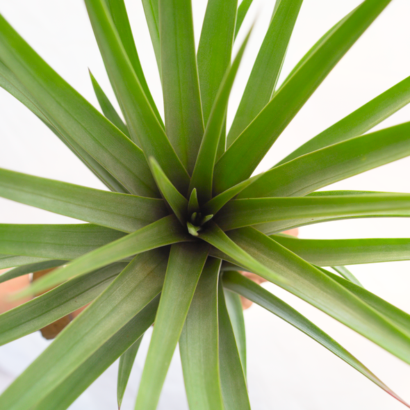 Тилландсия Грин Капитата XL (Tillandsia Green Capitata XL)