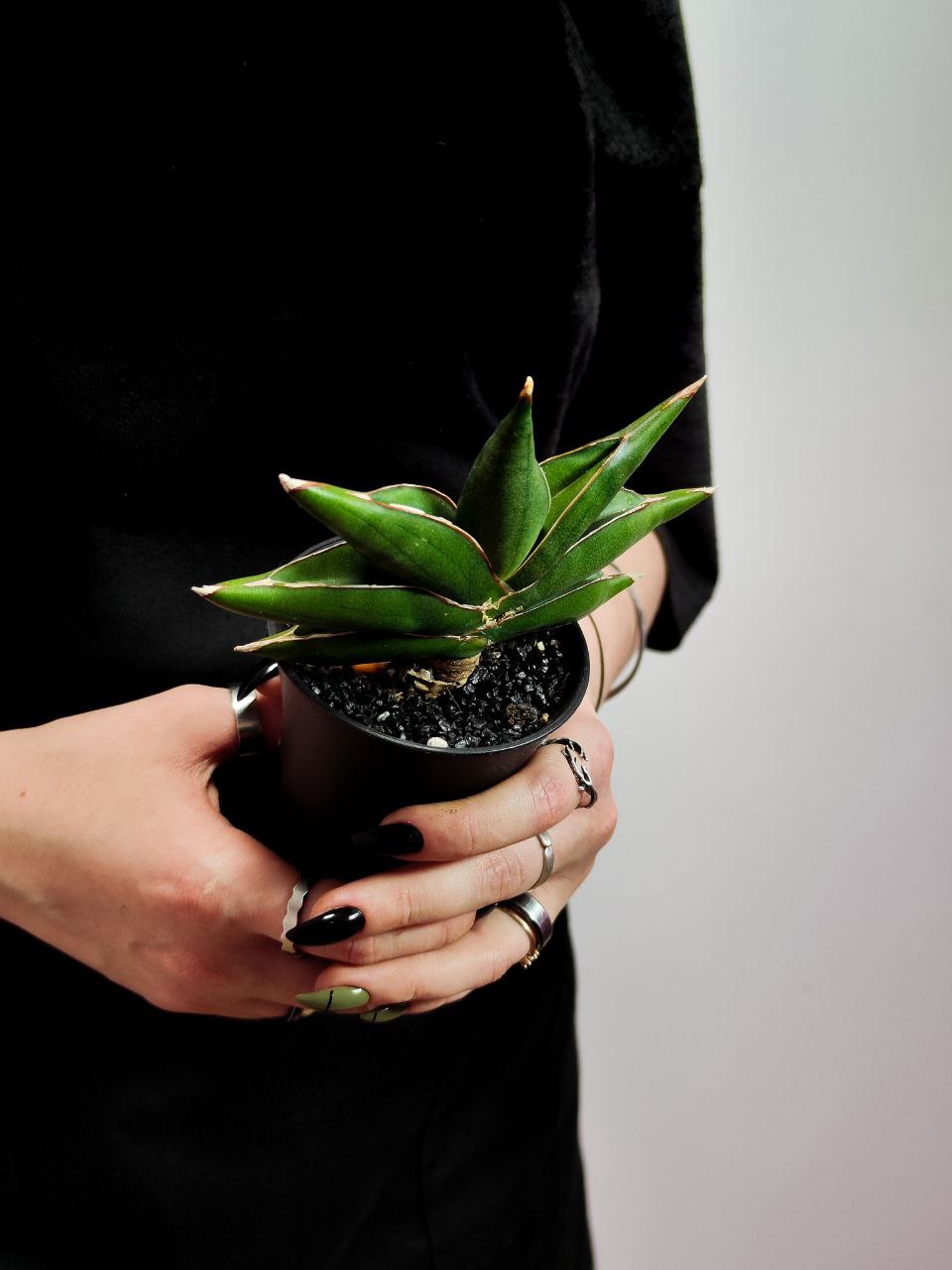 Сансевиерия Альмонд Джейд (Sansevieria Almond Jade) D7,5см