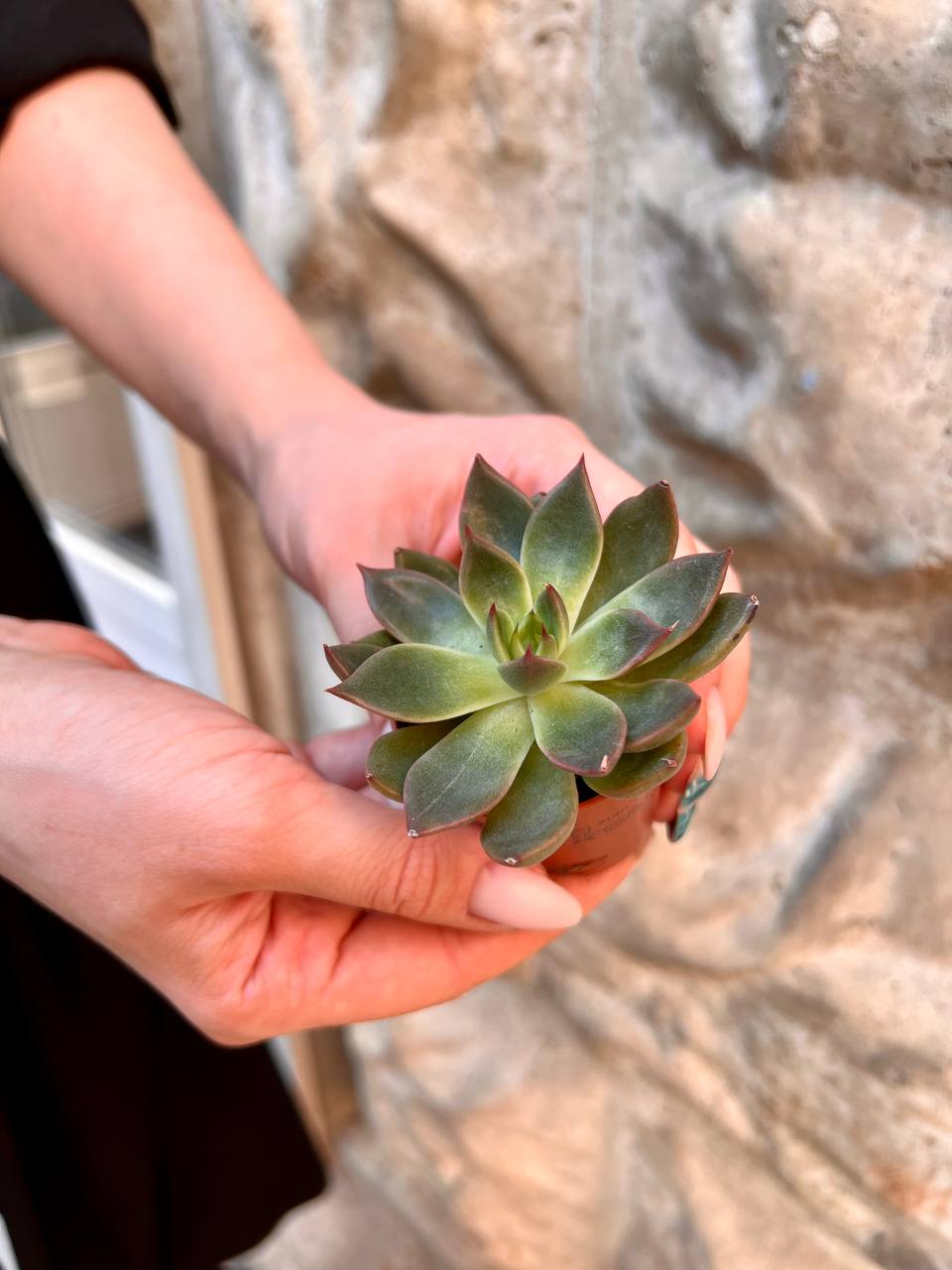 Эхеверия Гибридная (Echeveria Hybrid) D5см
