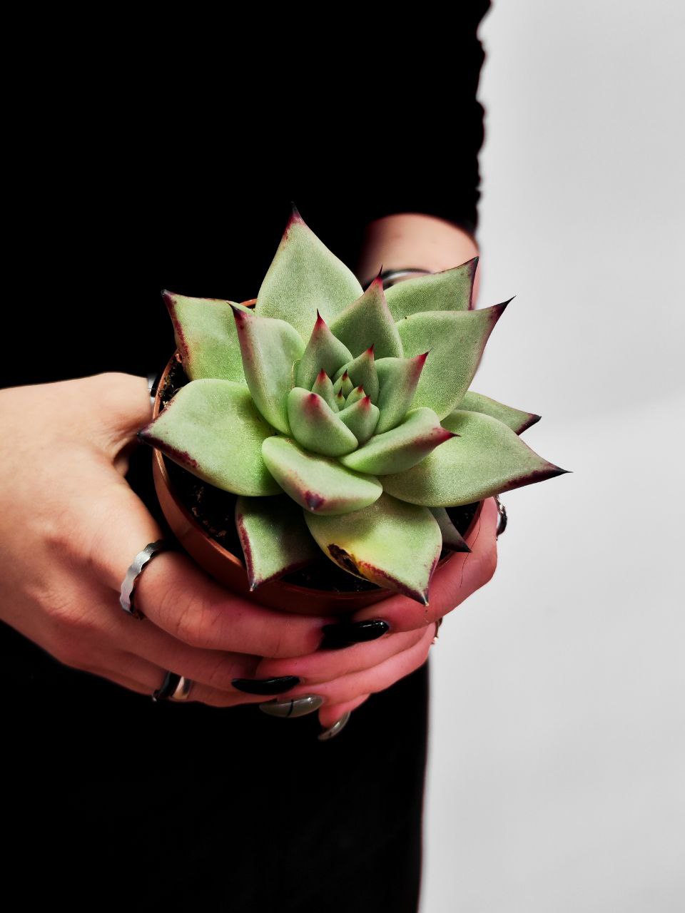 Эхеверия Агавоидес Эбони (Echeveria Agavoides Ebony) D8см