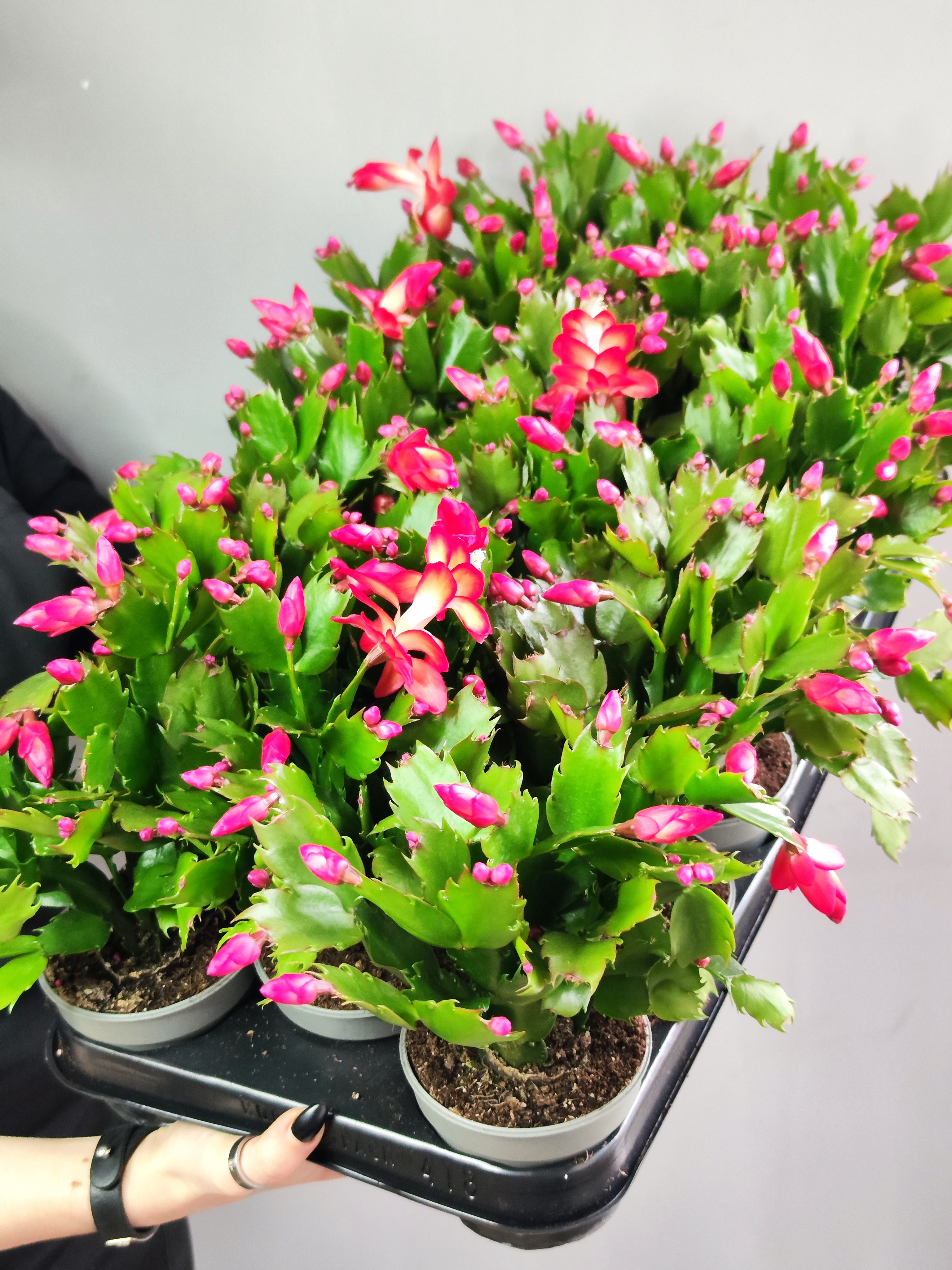 Декабрист Красный, или Шлюмбергера (Schlumbergera Tendenza Red) D9см