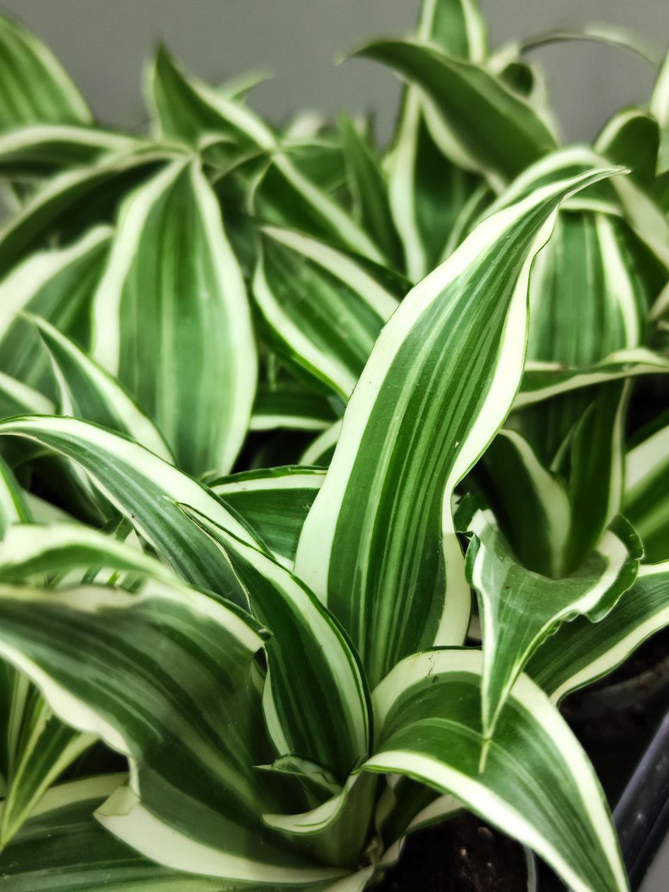 Драцена Фрагранс Вайт Джевел (Dracaena Dragontree White Jewel) D6см