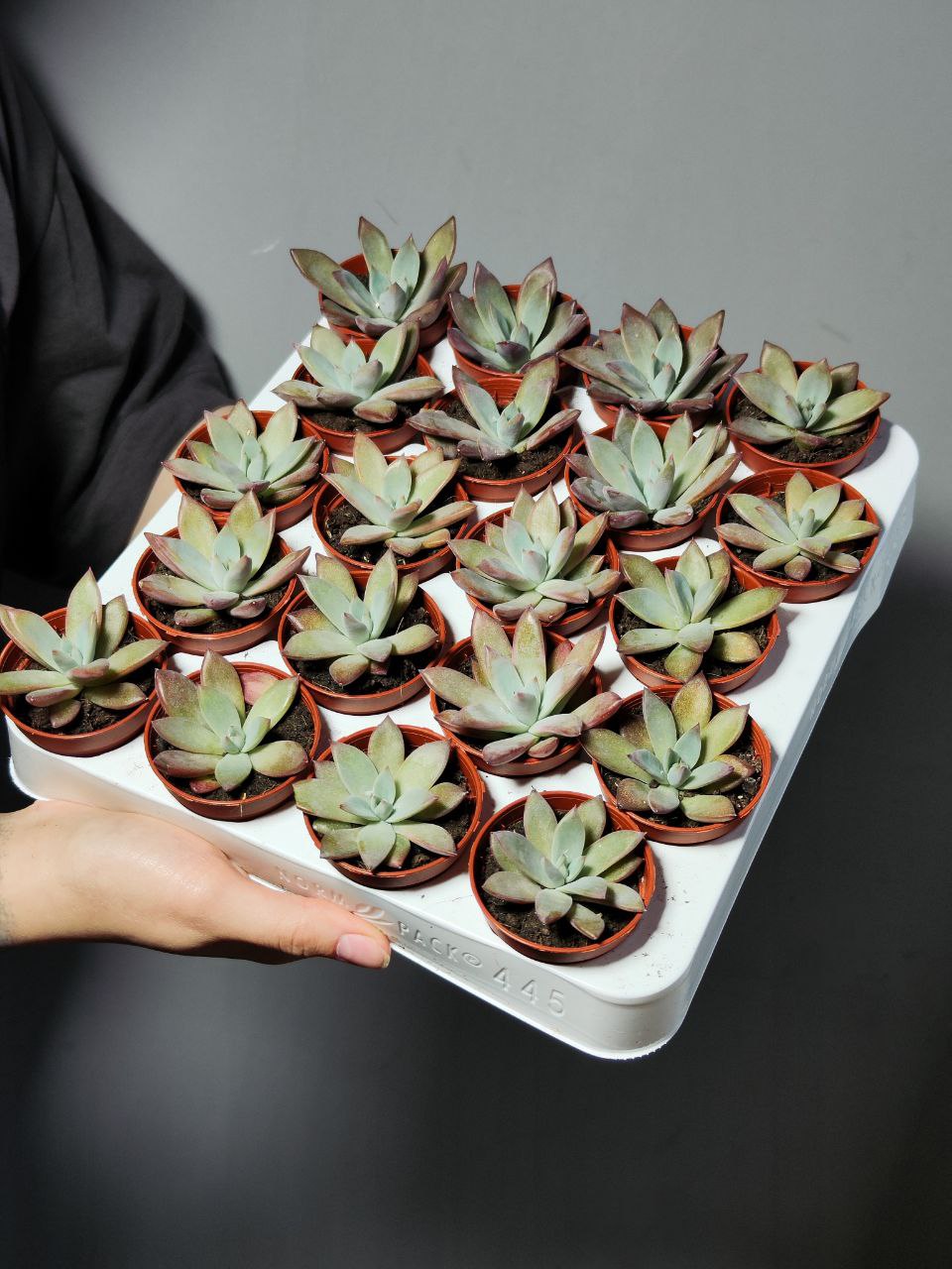 Эхеверия Колората Брандта (Echeveria Colorata Brandtii) D5см