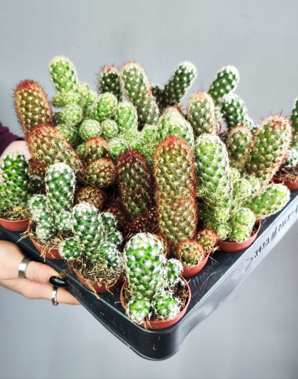 Кактус Маммиллярия Элоганта, или Удлиненная (Cactus Elongata) D5см