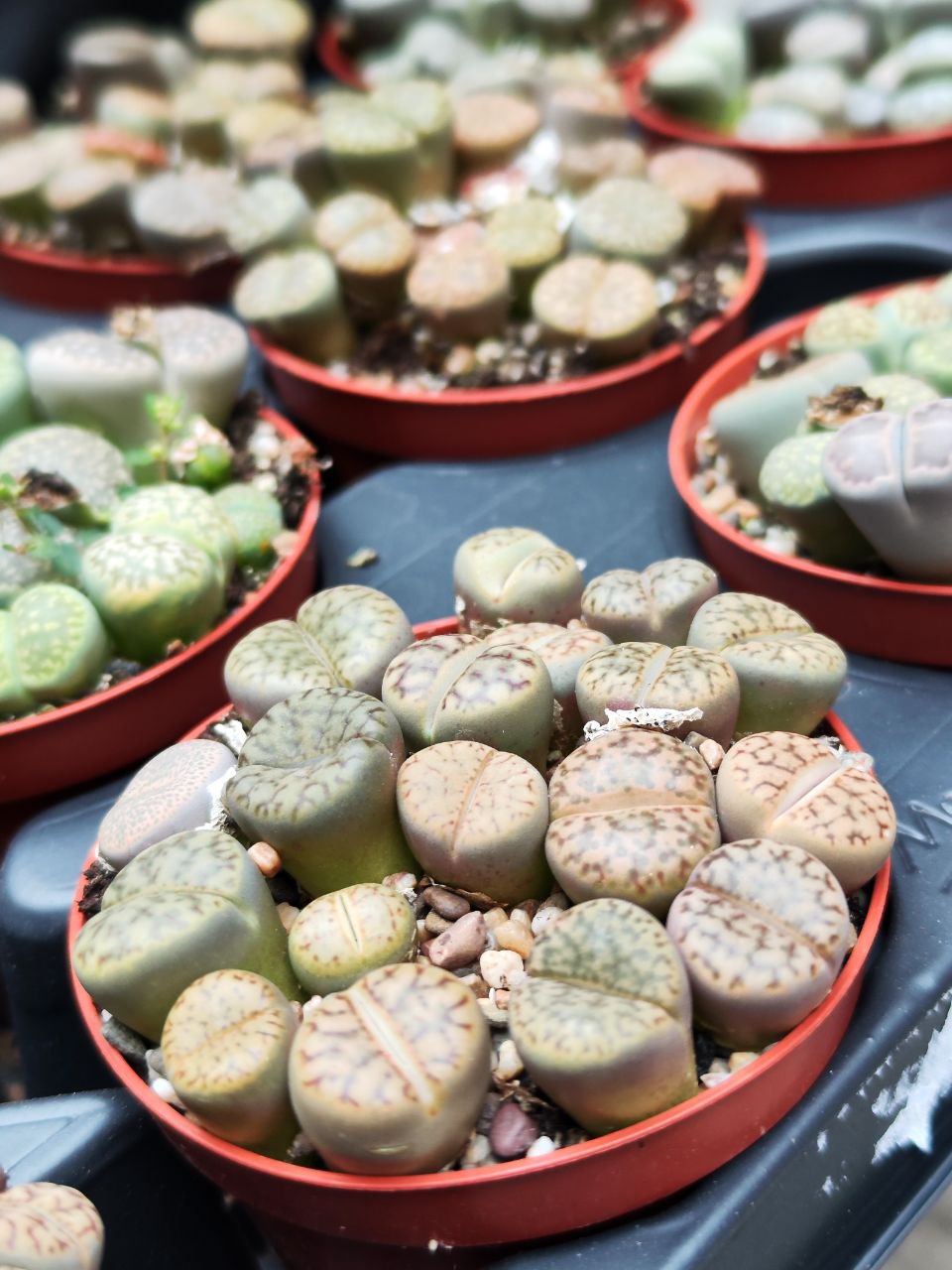 Буро-Коричневые Литопсы Аукамп (Lithops Aucampiae) D8см