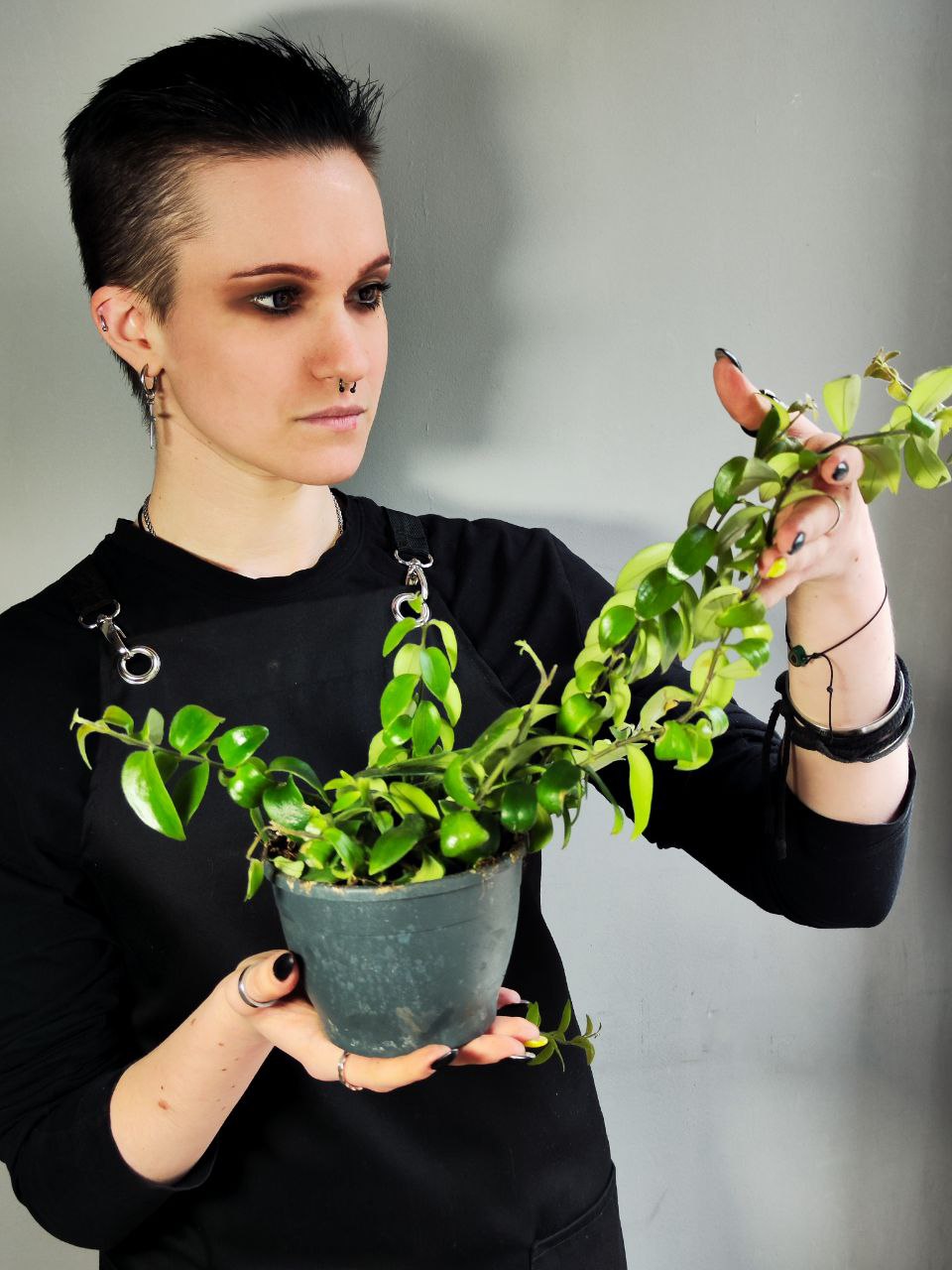 Эсхинантус Раста (Aeschynanthus Rasta) D12см