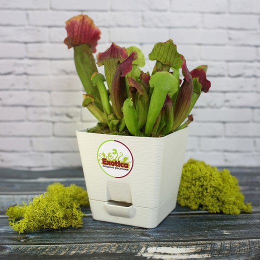 Саррацения Марун (Sarracenia Maroon) пересаженная D12см