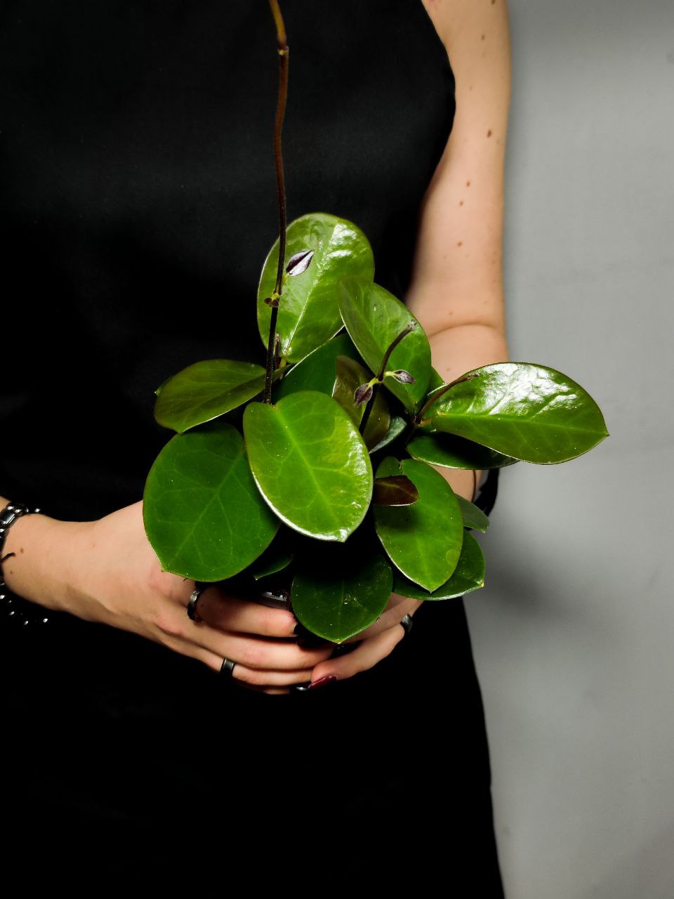 Хойя Южная Австралис (Hoya Carnosa Australis) D12см
