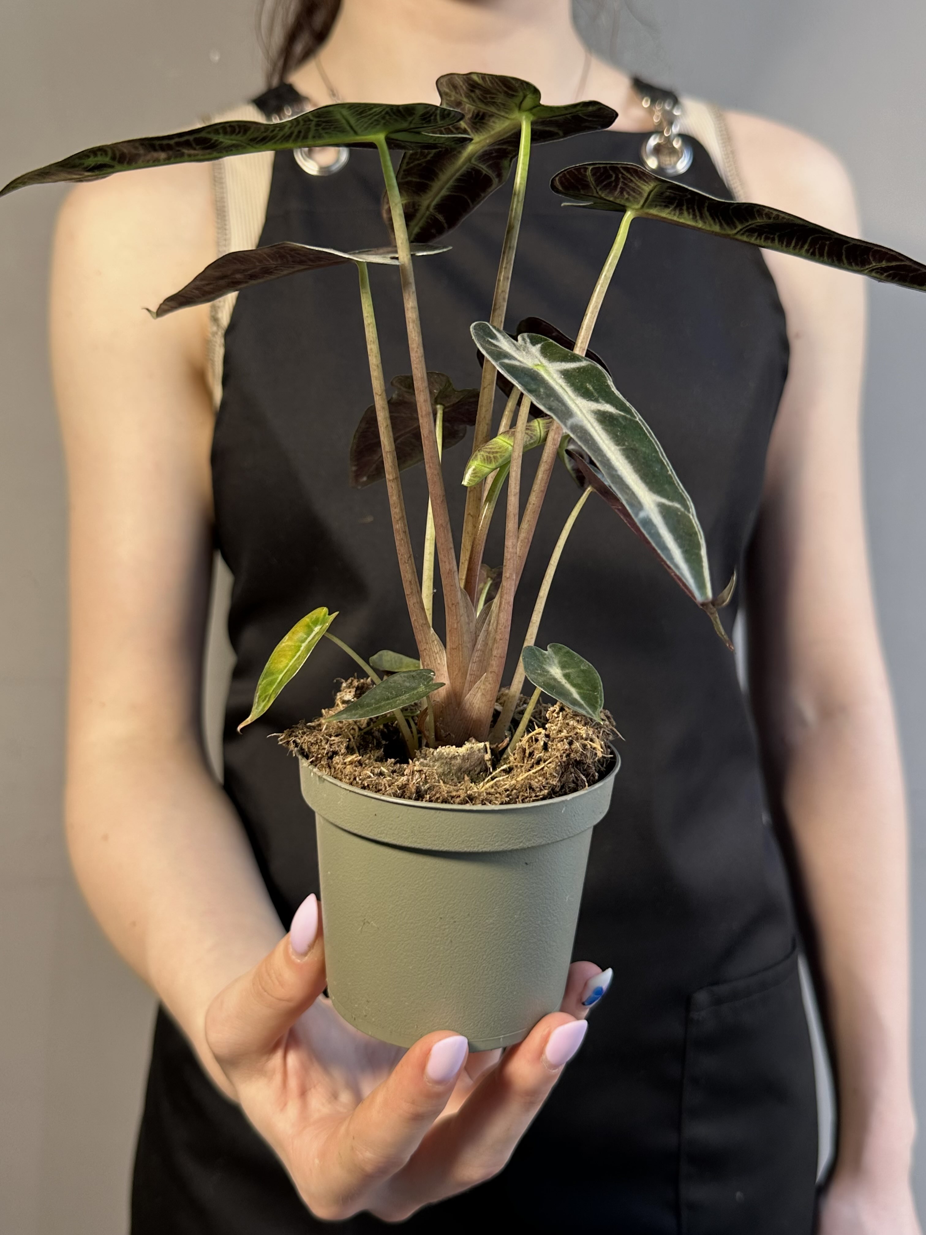 Алоказия Бамбино Эрроу (Alocasia Amazonica Bambino Arrow) D9см