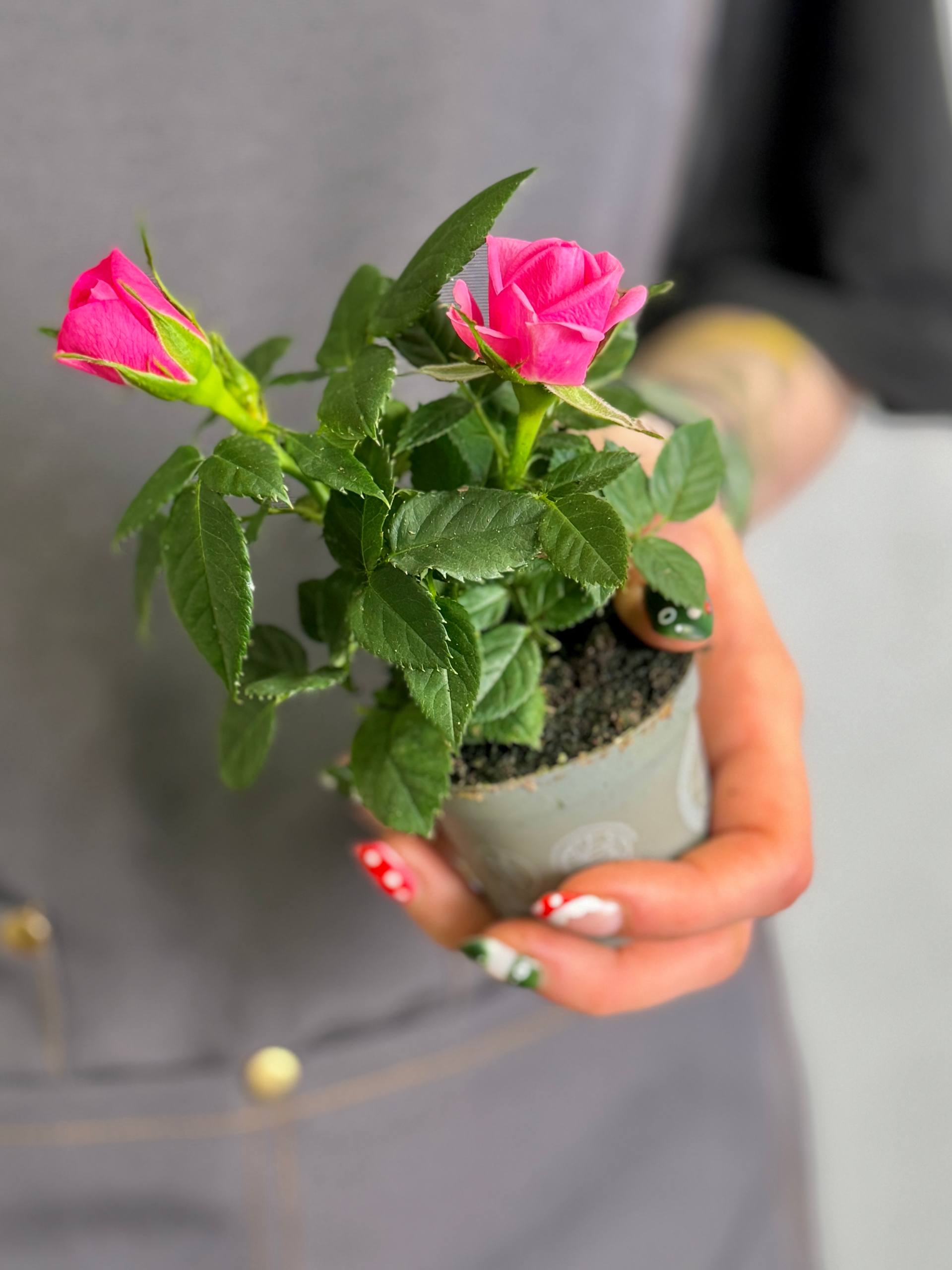 Роза Даника комнатная розовая (Rosa Danica Pink) D6см