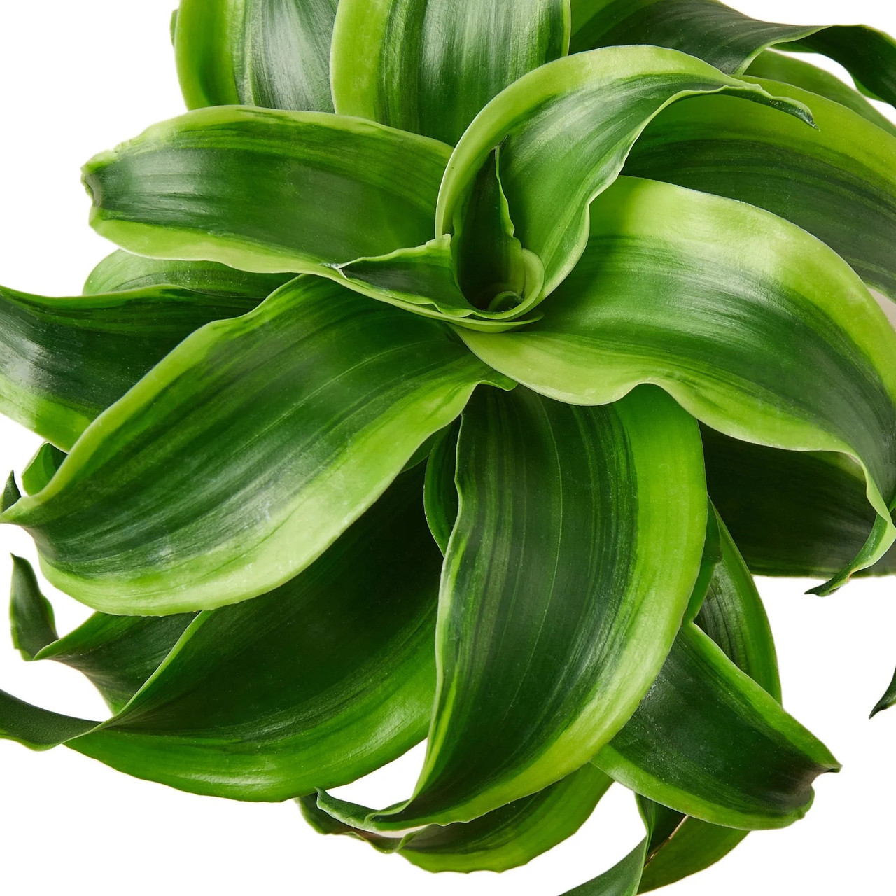 Драцена Фрагранс Торнадо (Dracaena Fragrans Tornado) D12см