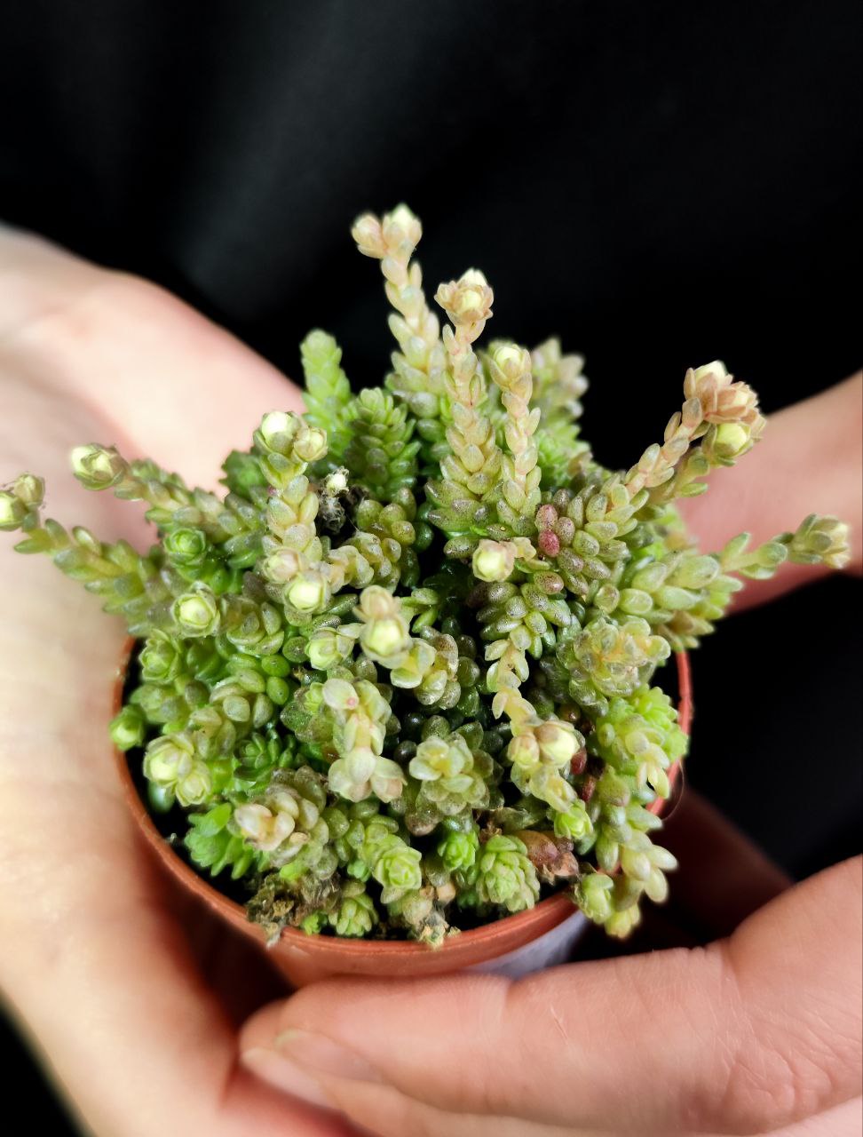 Монантес Муралис (Monanthes Muralis) D5см