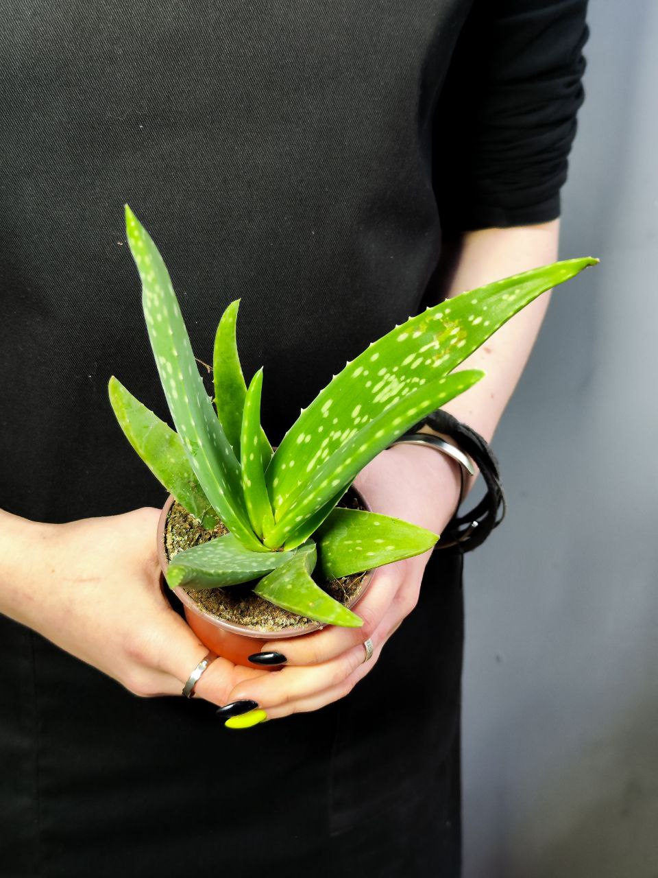 Алоэ Вера (Aloe Vera) D10см, растение