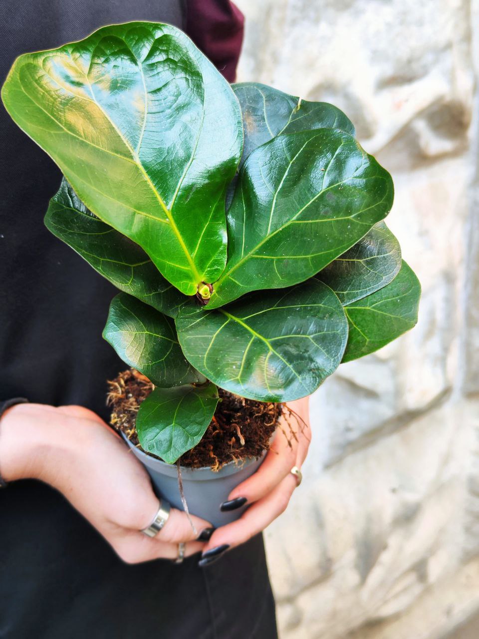 Фикус Лирата Компакта (Ficus Lyrata Compacta) D11см