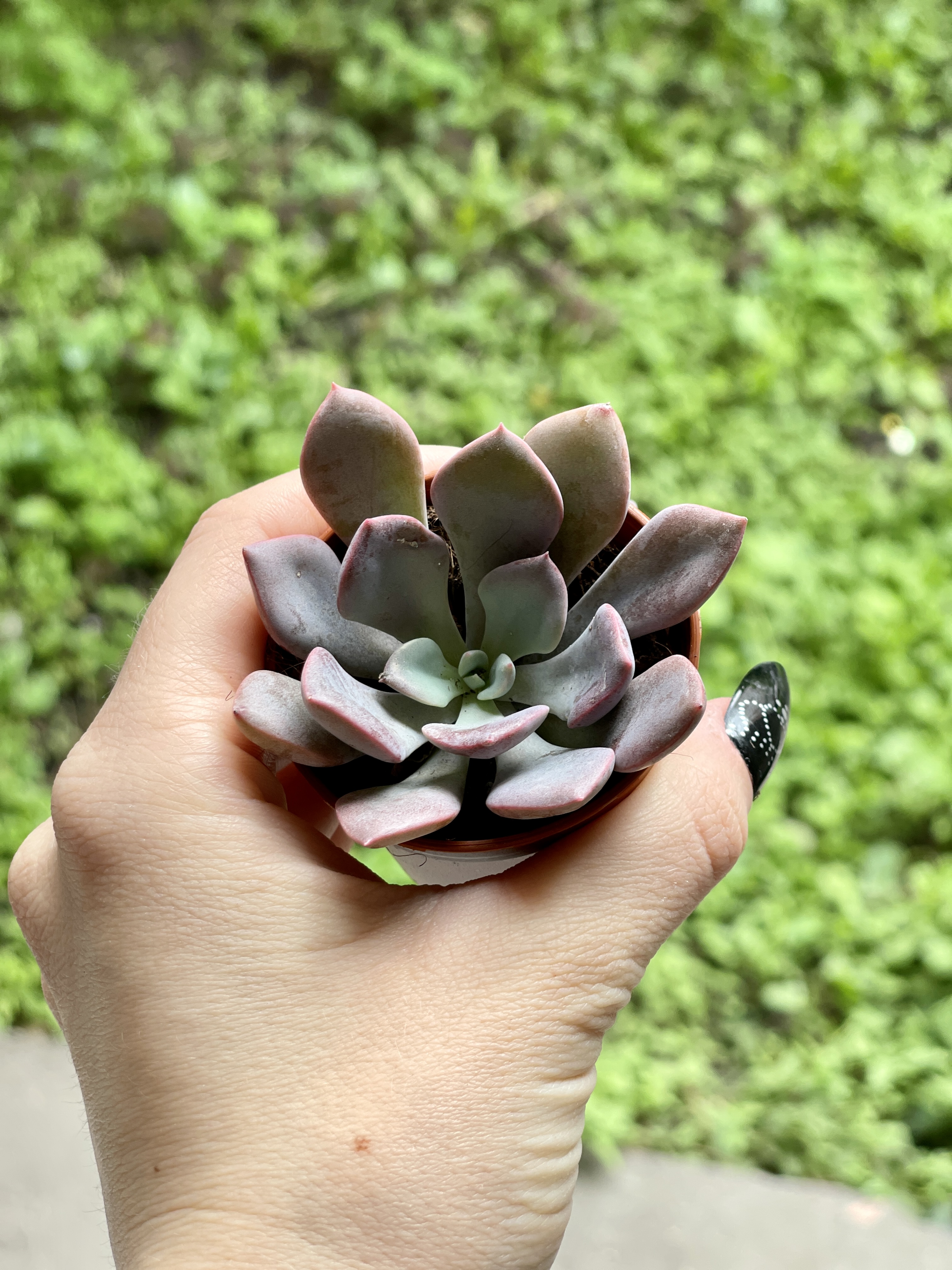 Эхеверия Металлика (Echeveria Metallica) D5см