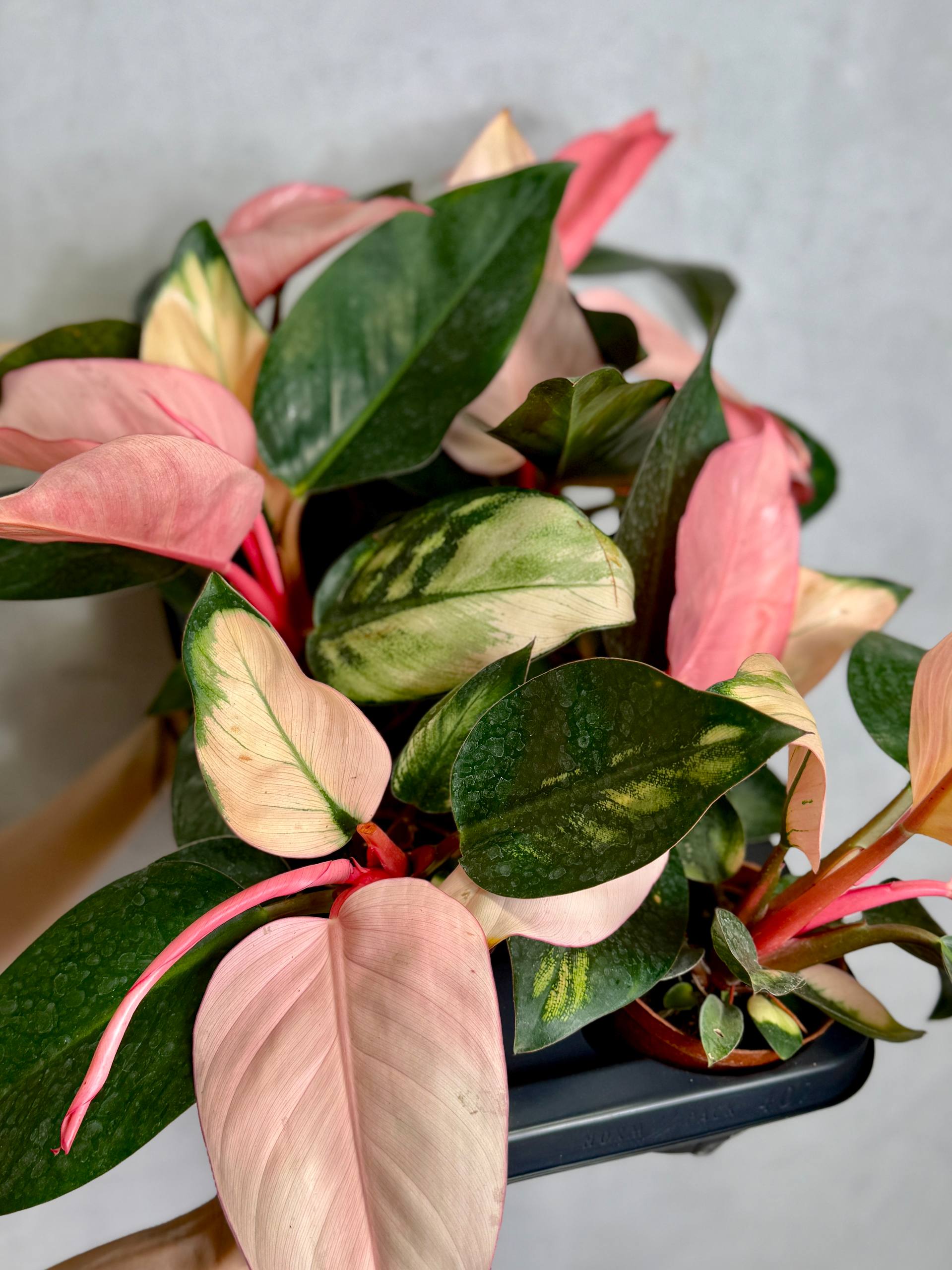 Филодендрон Пинк Конго (Philodendron Rojo Pink Congo) D9см