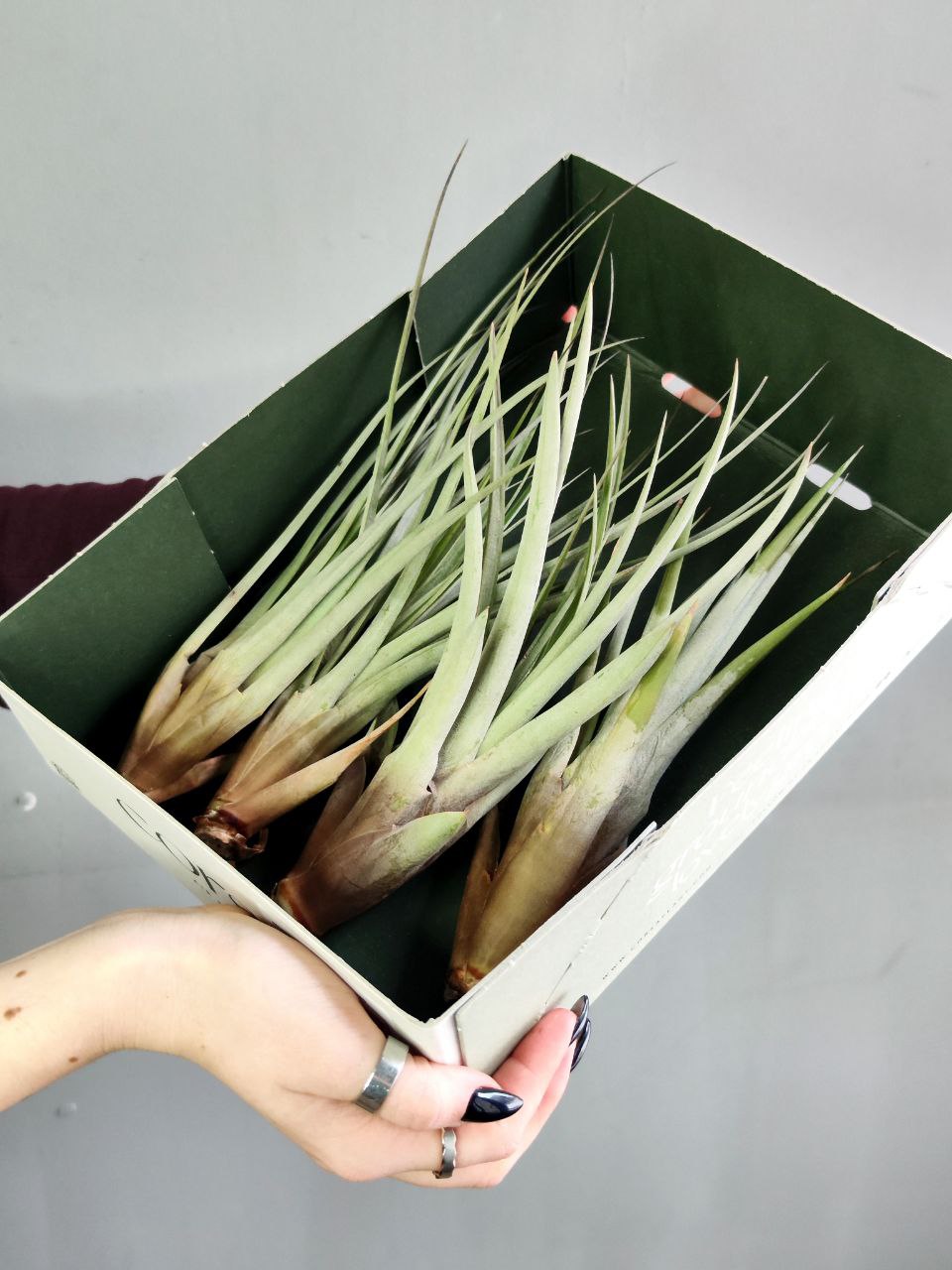 Тилландсия Фасцикулята XL (Tillandsia Fasciculata)