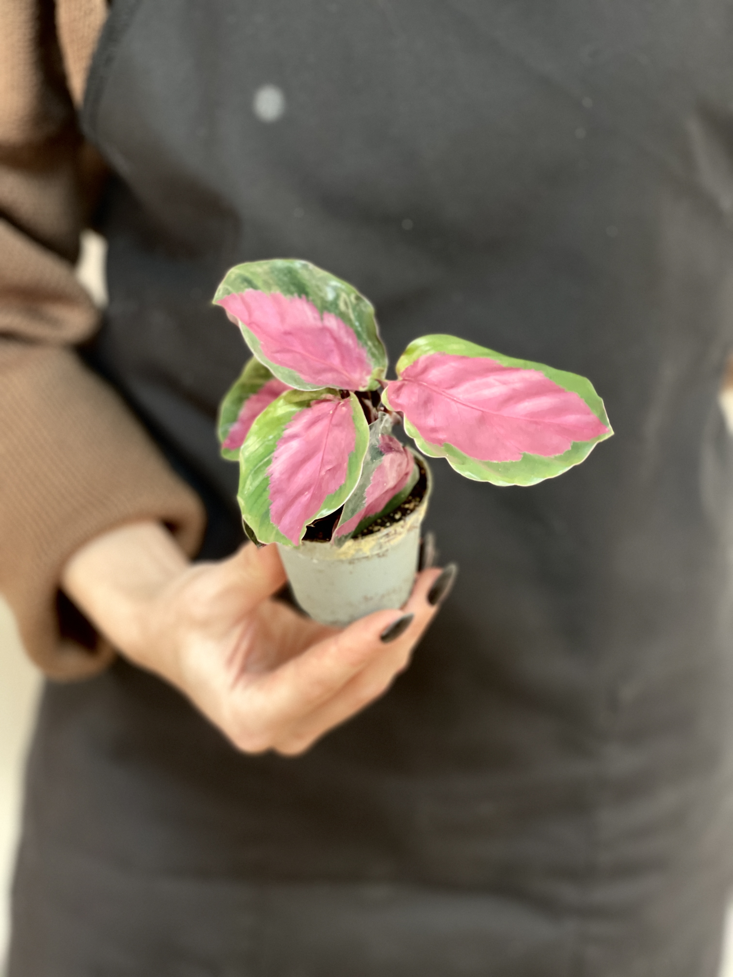 Калатея Розеопикта Рози (Calathea Roseopicta Rosy) D6см