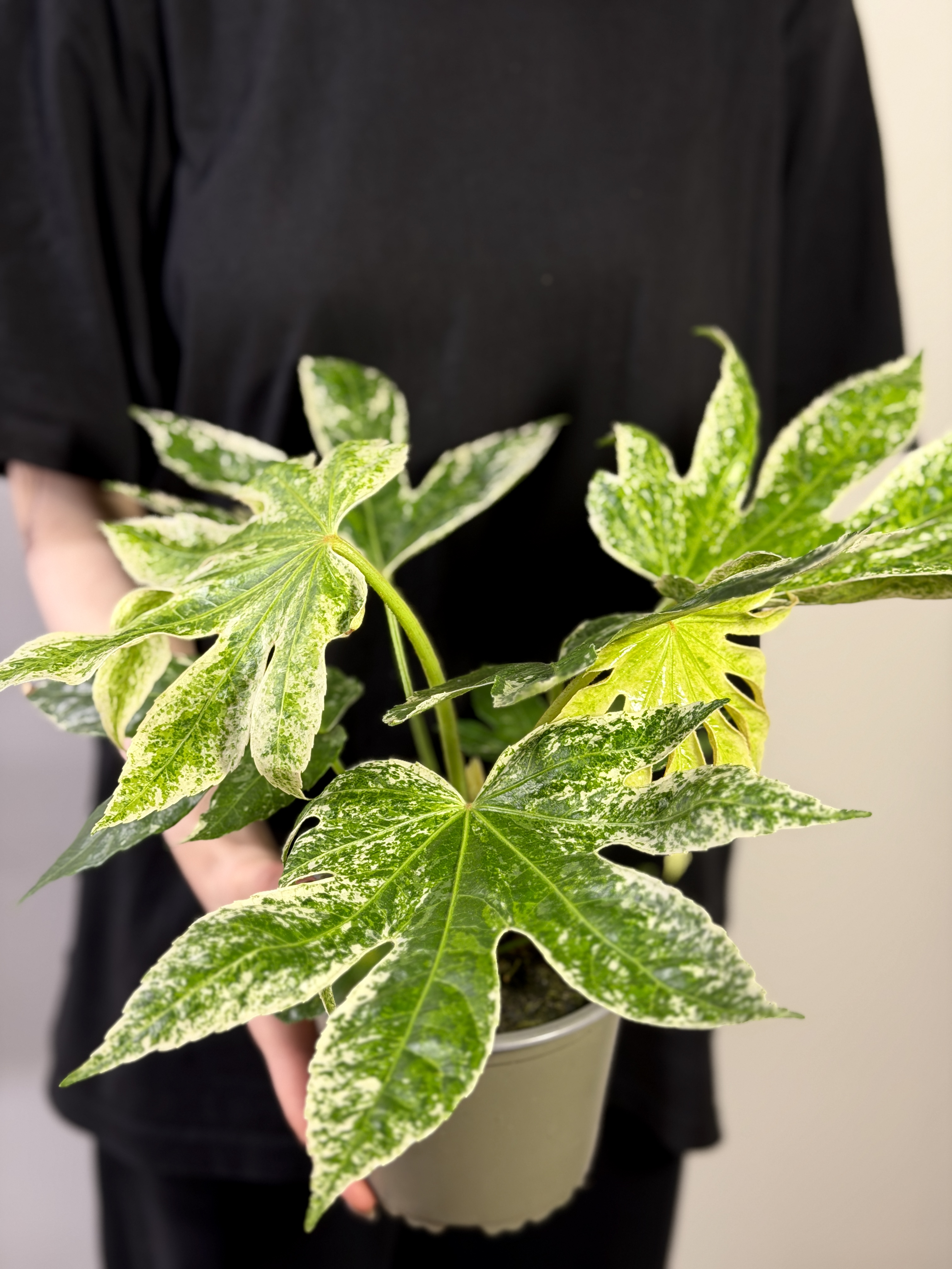 Фатсия Японская Вариегатная (Fatsia Japonica Variegata) D14см