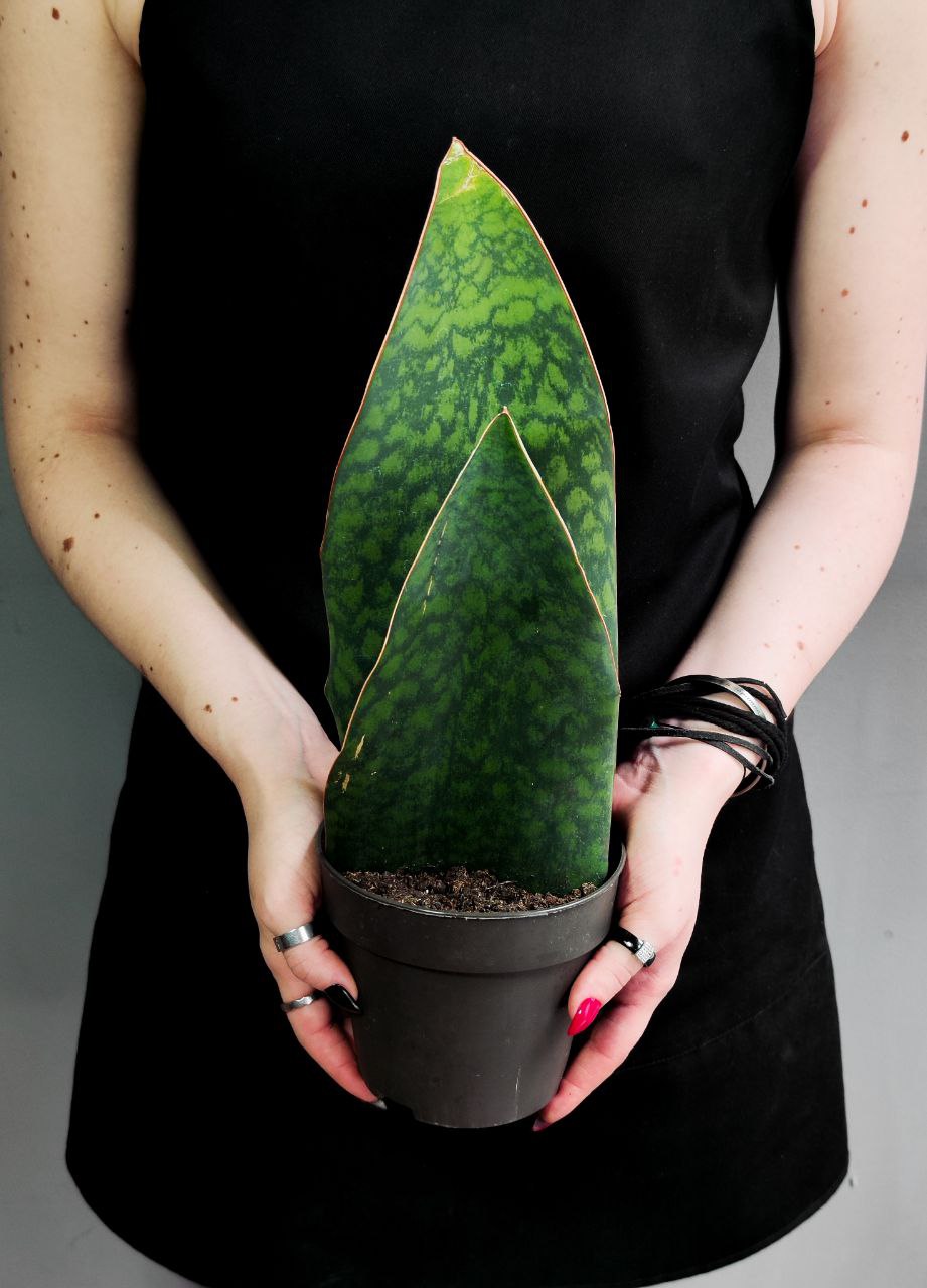 Сансевиерия Масониана Виктория Дабл (Sansevieria Big Leaves Green Double) D12см