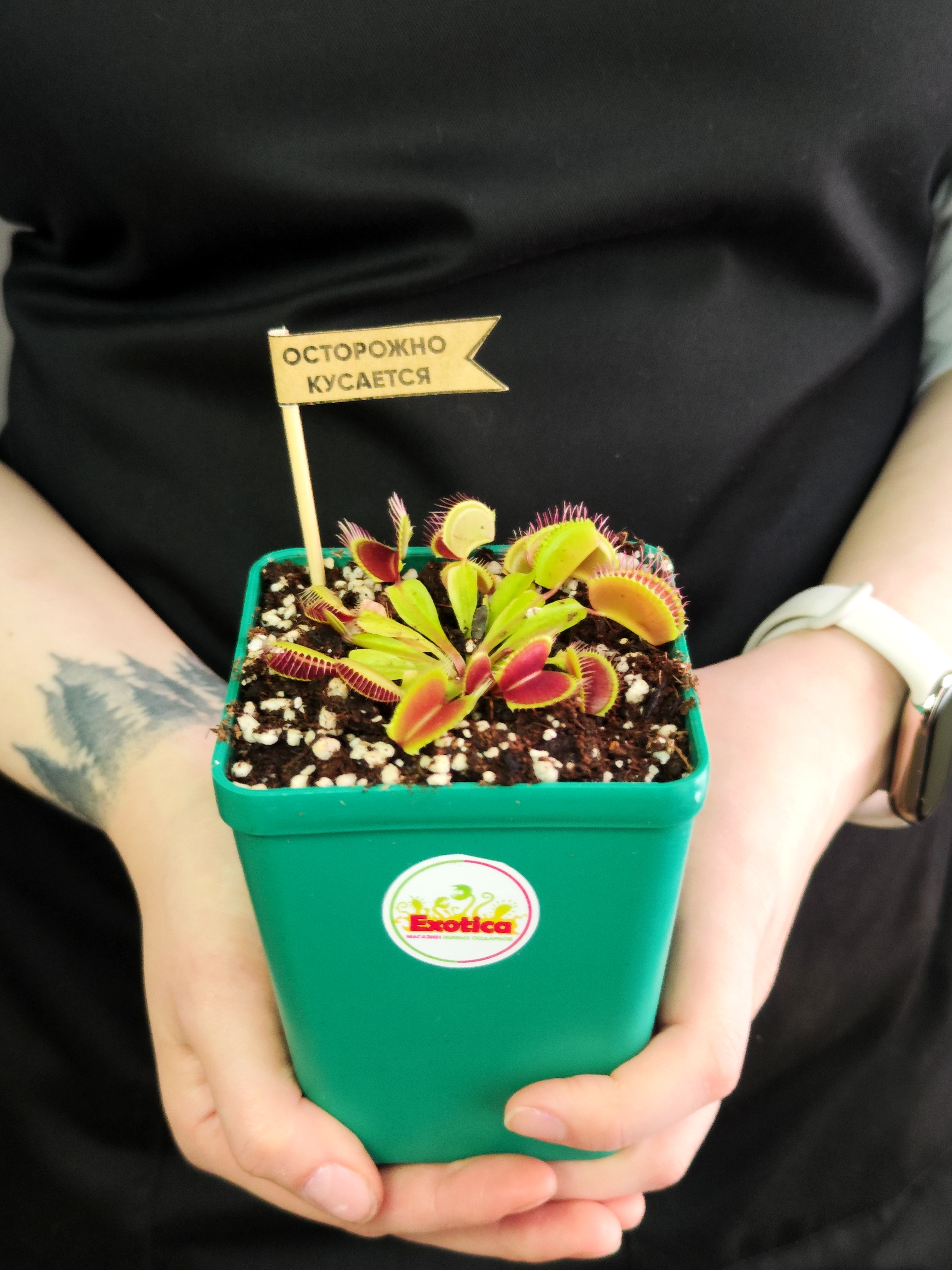 Венерина Мухоловка (Dionaea Muscipula) Пересаженная D10см