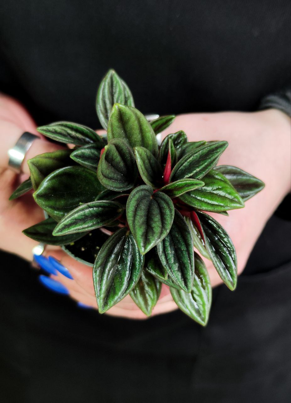 Пеперомия Россо (Peperomia Rosso) D5см
