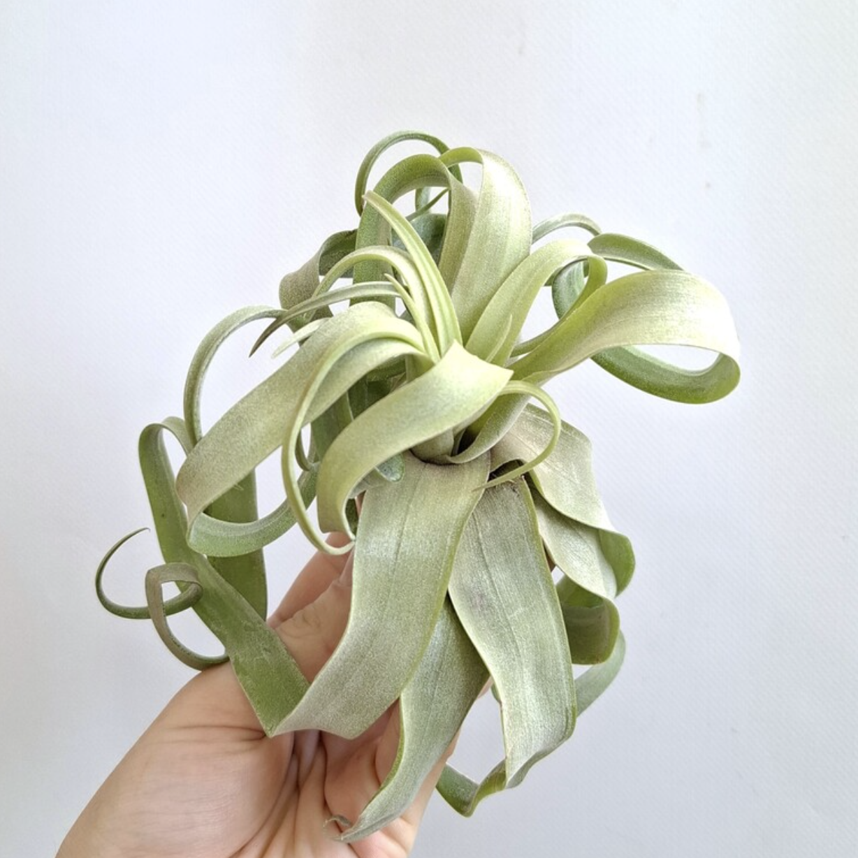 Тилландсия Стрептофилла Мини (Tillandsia Streptophylla Mini)