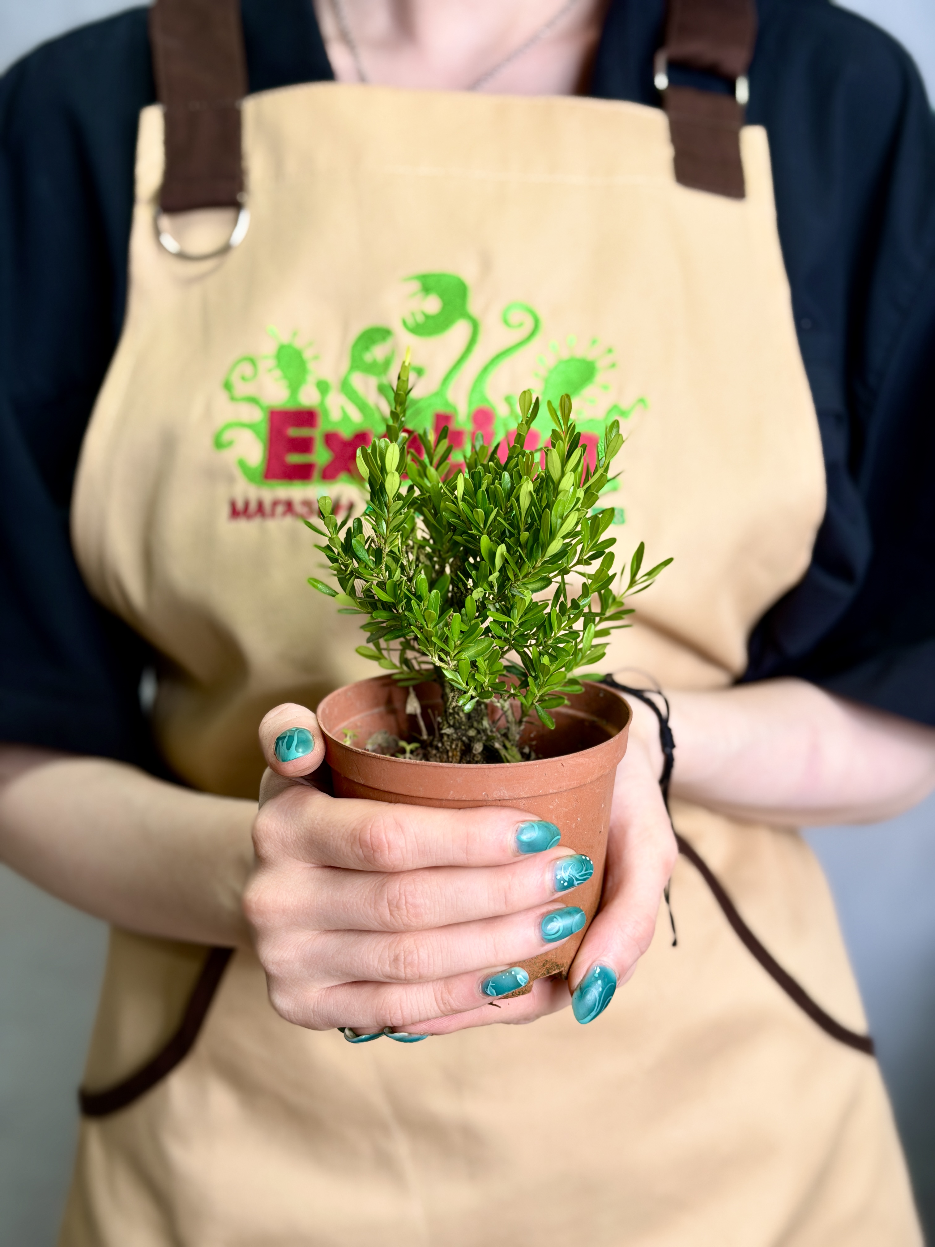 Самшит Вечнозеленый (Boxwood Green) D10см