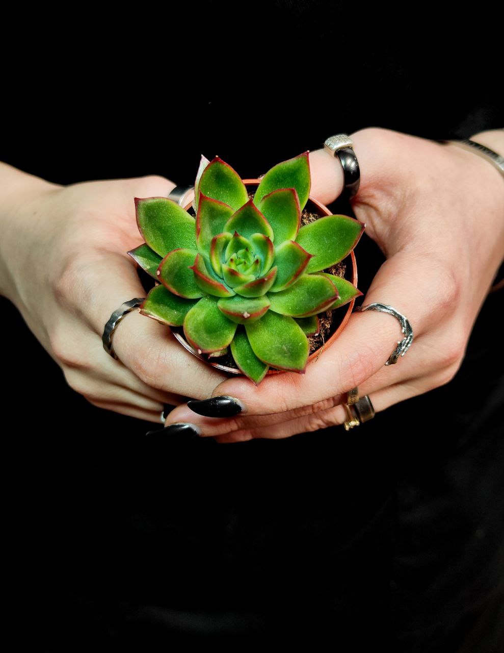 Эхеверия Костарии (Echeveria Costarii) D5см