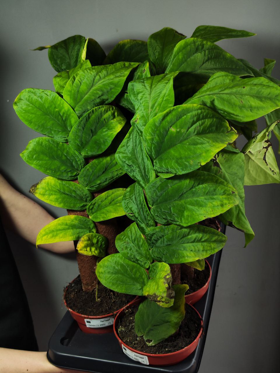 Рафидофора Кортхалса (Rhaphidophora Korthalsii) D14см