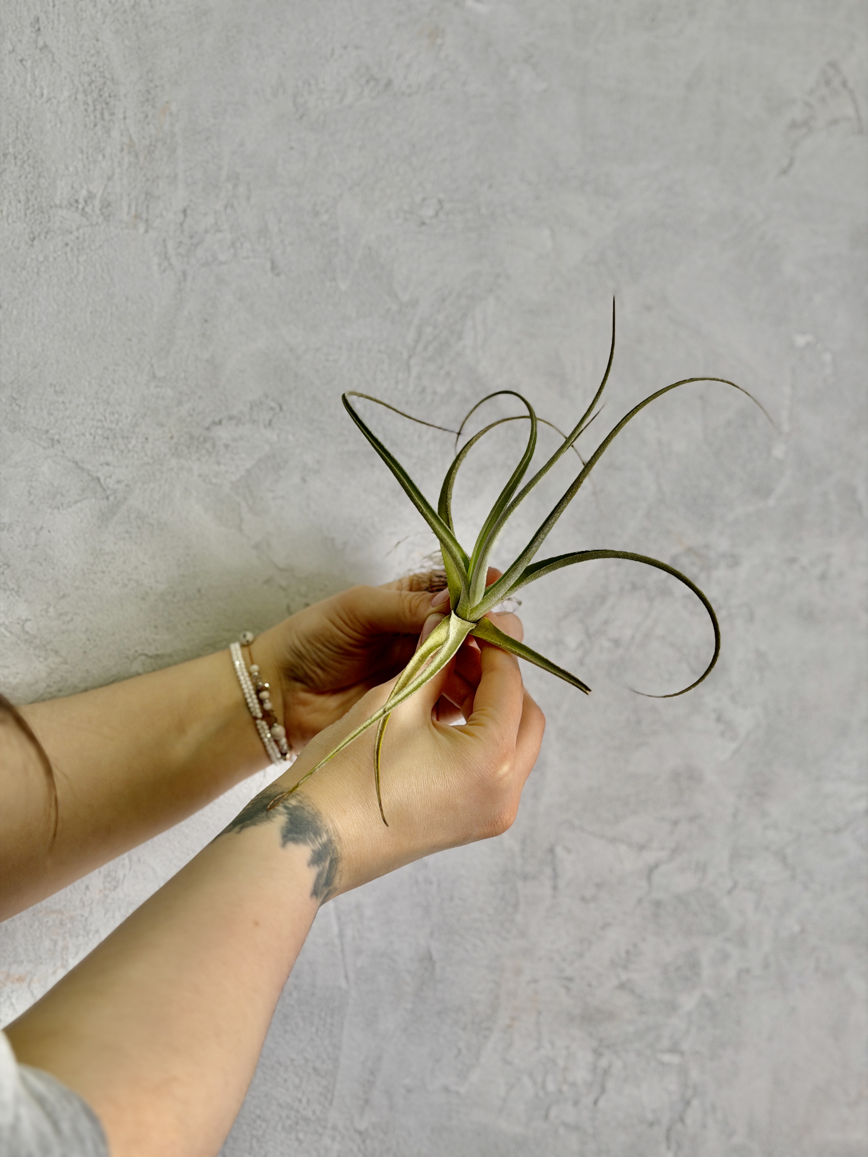Тилландсия Эксерта Фацикулата (Tillandsia Exserta x Fasciculata)