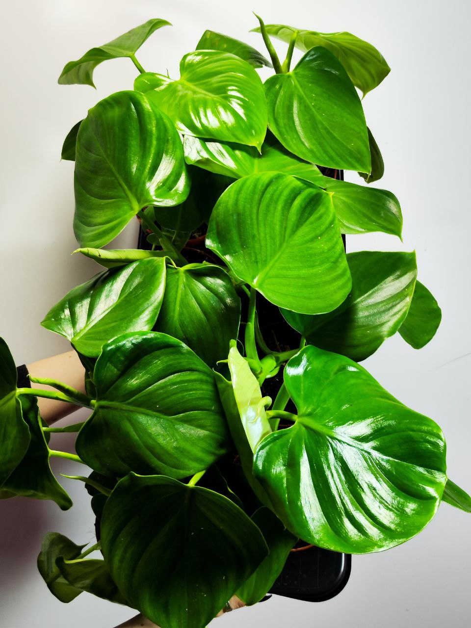 Филодендрон Питтьери (Philodendron Pittieri) D12см