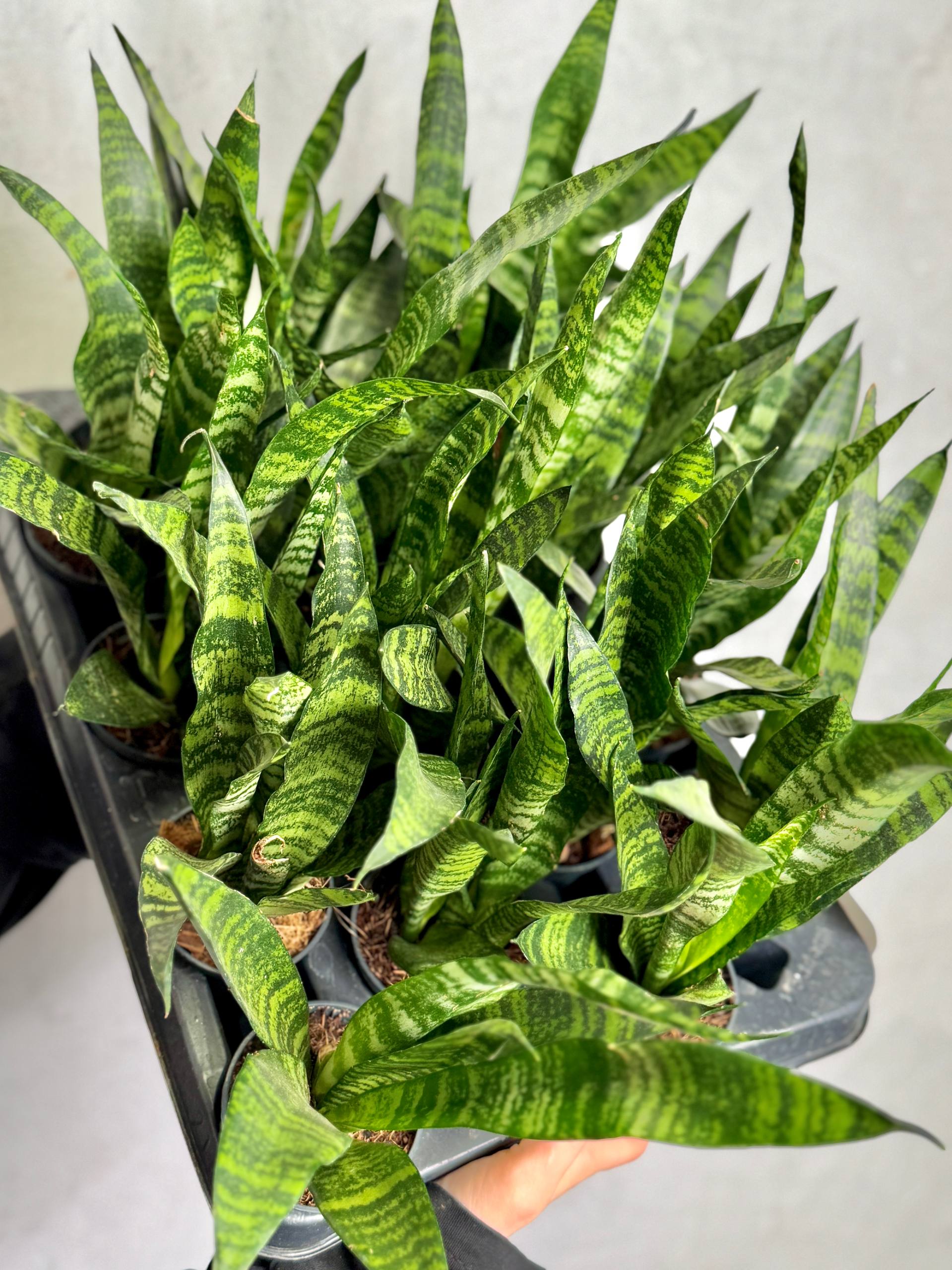 Сансевиерия Блэк Корал (Sansevieria Black Coral) D7см