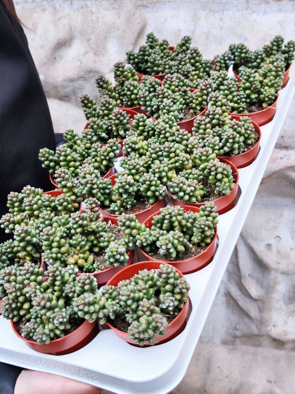 Седум Хернандеса (Sedum Hernandezii) D8,5см