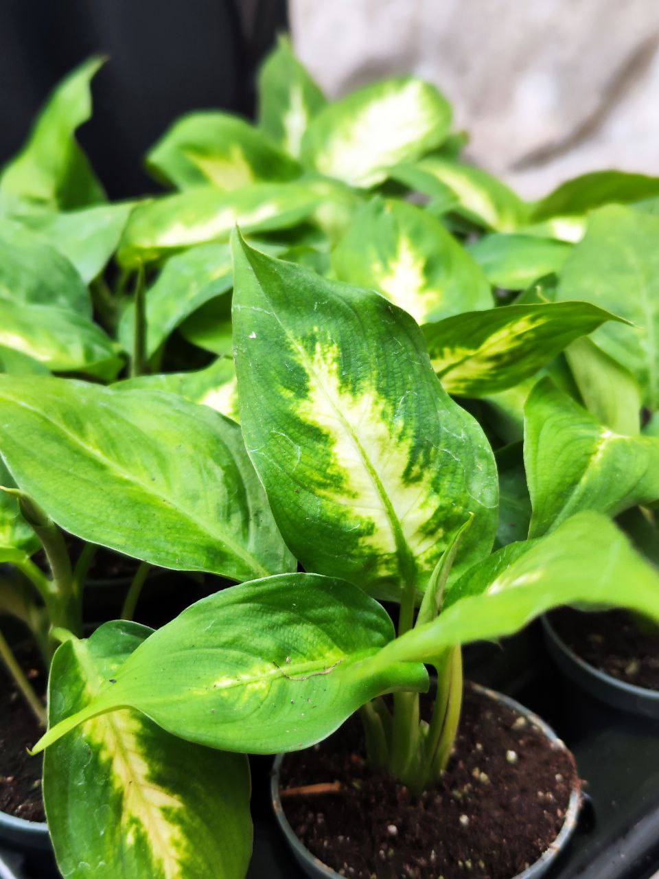 Диффенбахия Пятнистая Камилла (Dieffenbachia Maculata Camilla) D6см