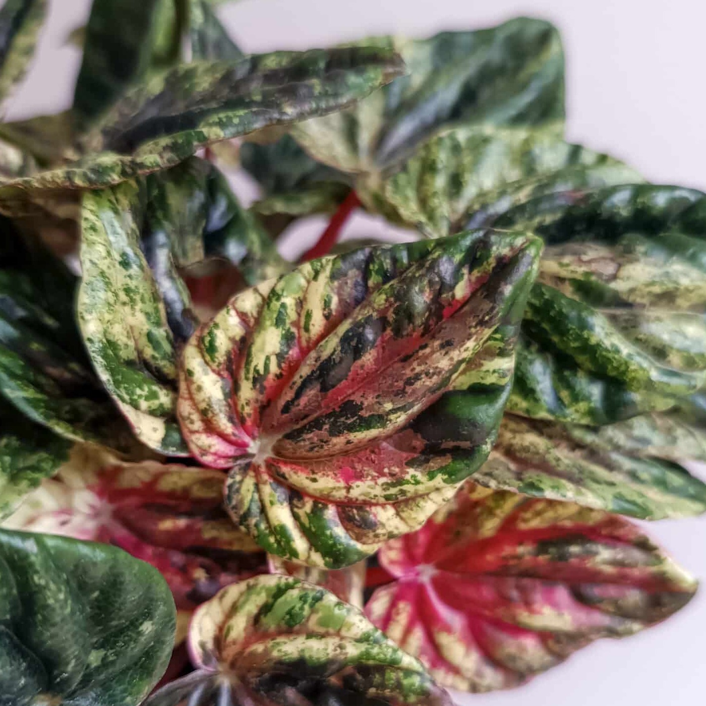Пеперомия Буэнос Айрес (Peperomia Buenos Aires) D6см